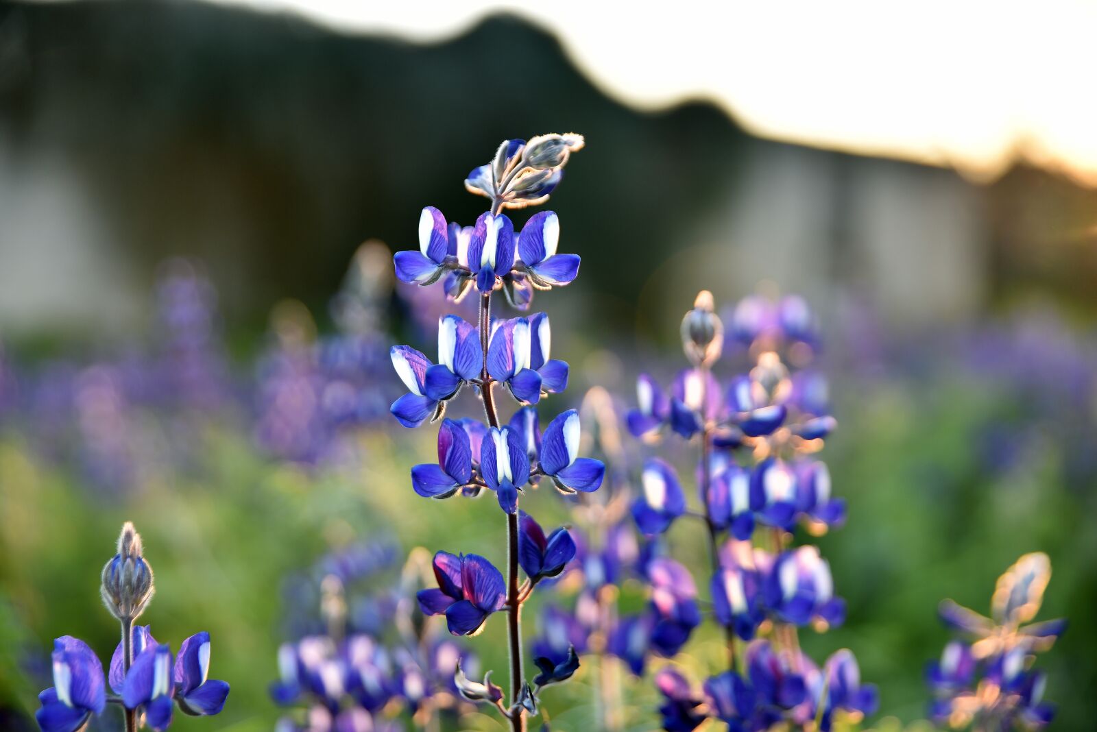 Nikon D750 sample photo. Flora, lupins, nature photography