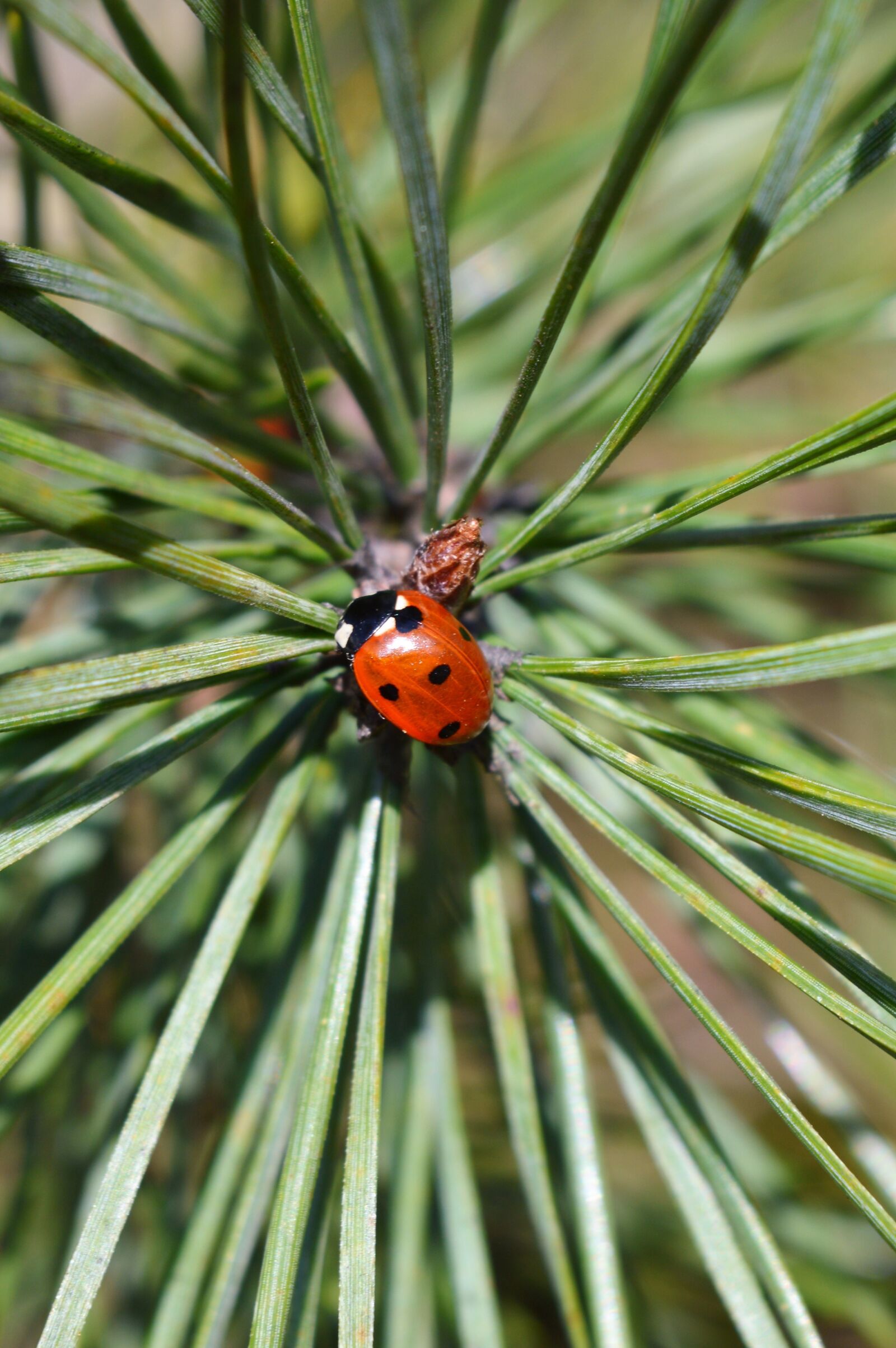 Nikon D3200 sample photo. Nature, no person, needle photography