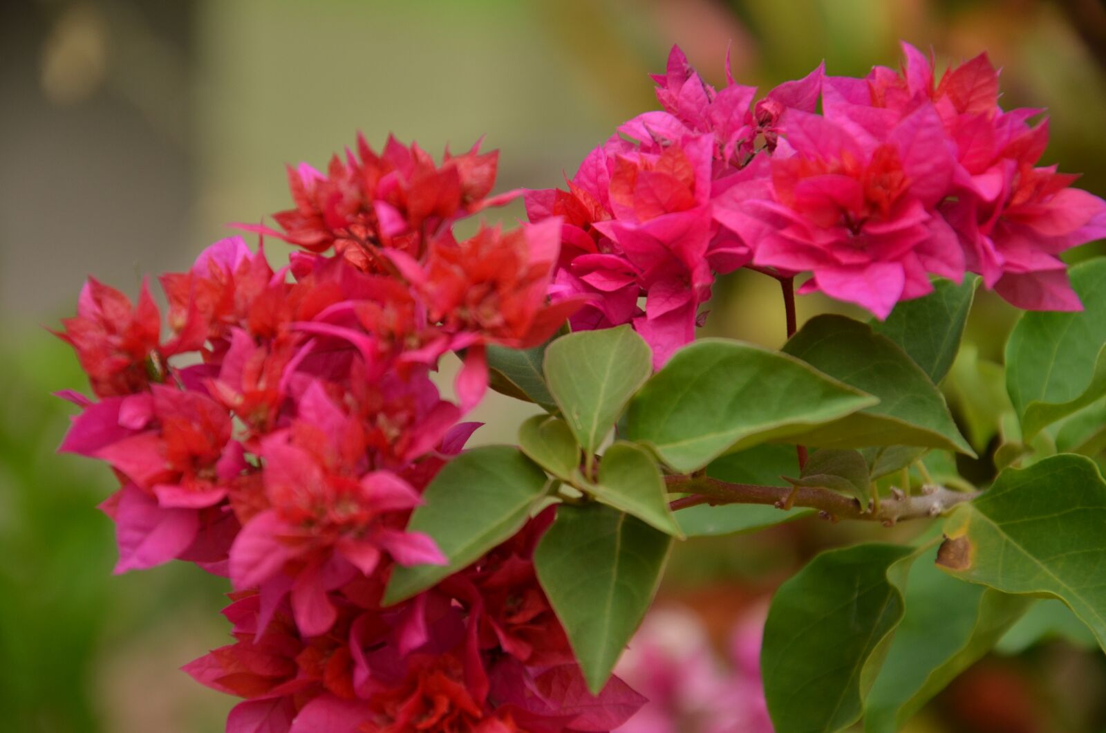 Nikon D7000 sample photo. Flowers, garden, bloom photography