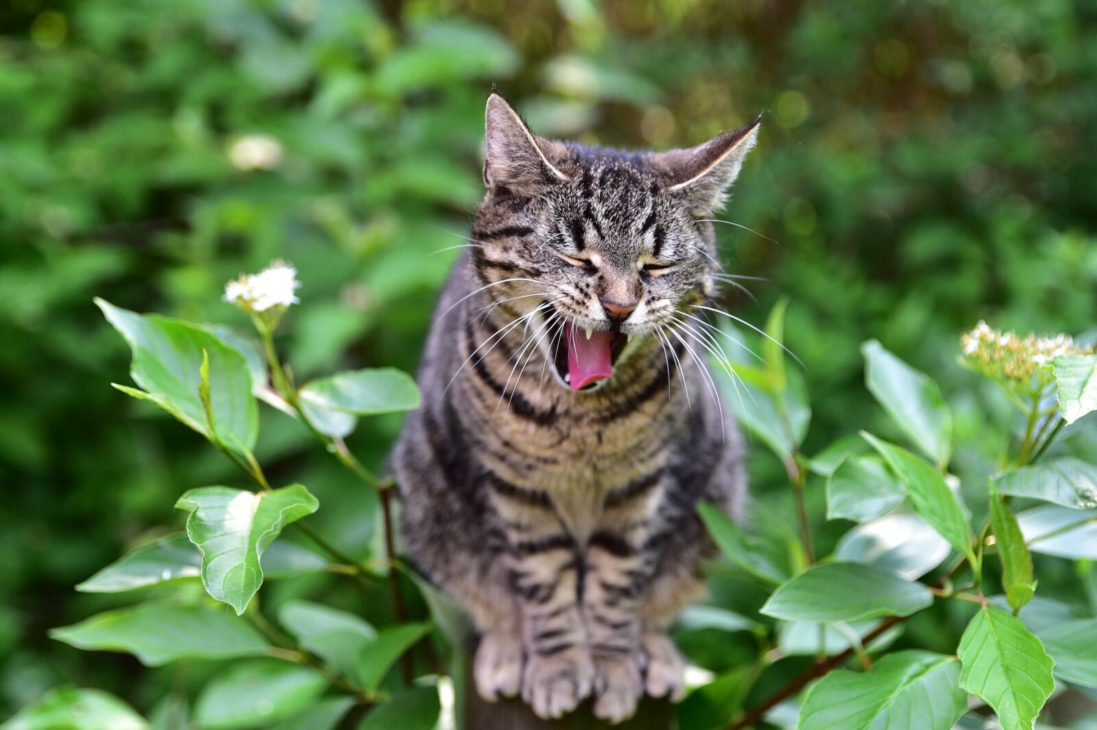 Nikon D750 sample photo. Cat, pet, domestic cat photography