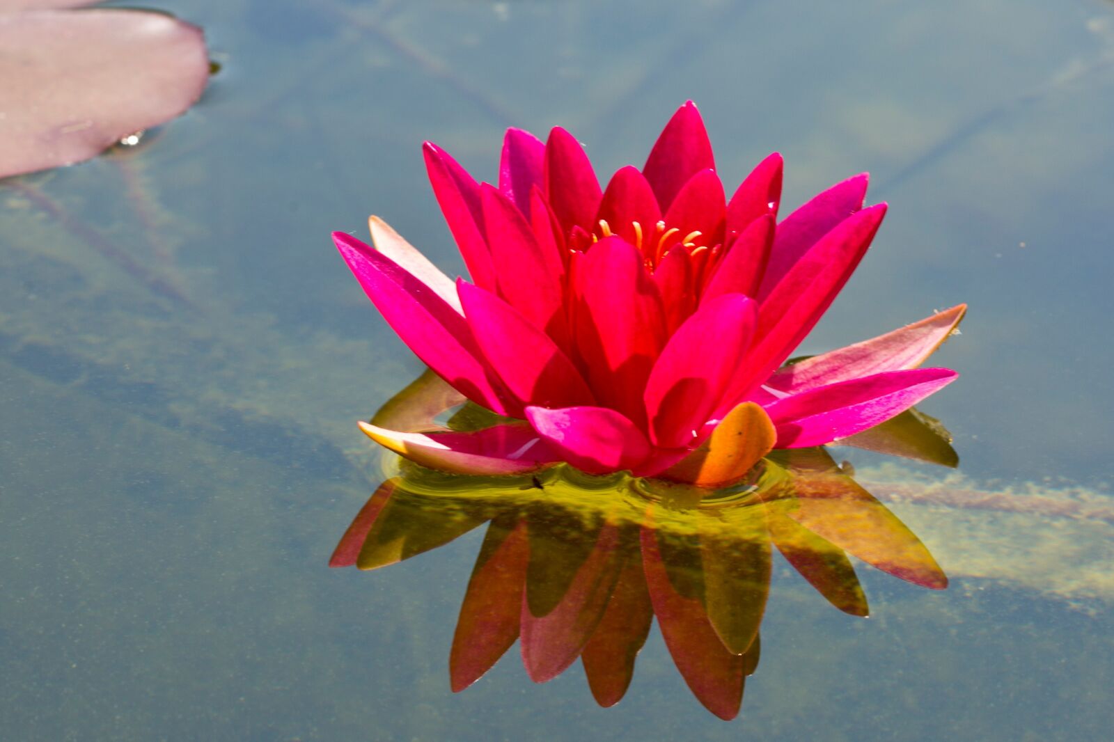 Canon EOS 5D Mark III sample photo. Water lily, aquatic plant photography