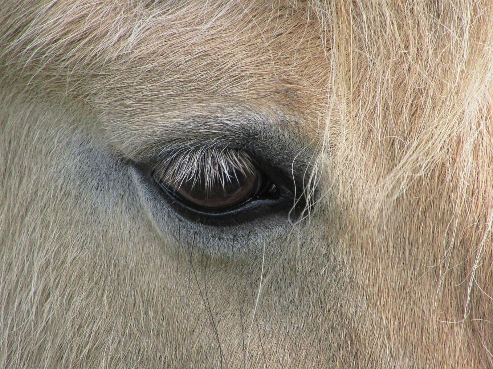 Canon PowerShot SX610 HS sample photo. Pony, horse, eye photography