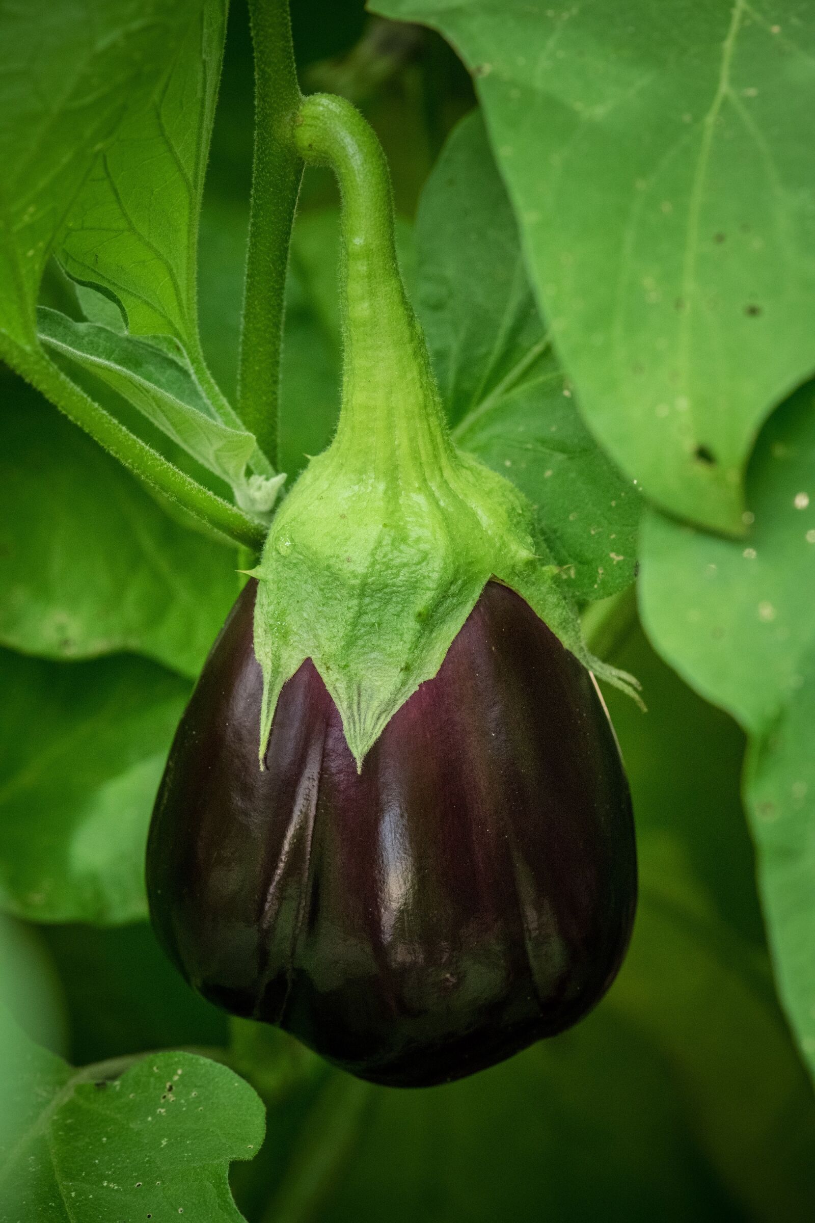 Nikon D850 sample photo. Eggplant, aubergine, solanum melongena photography