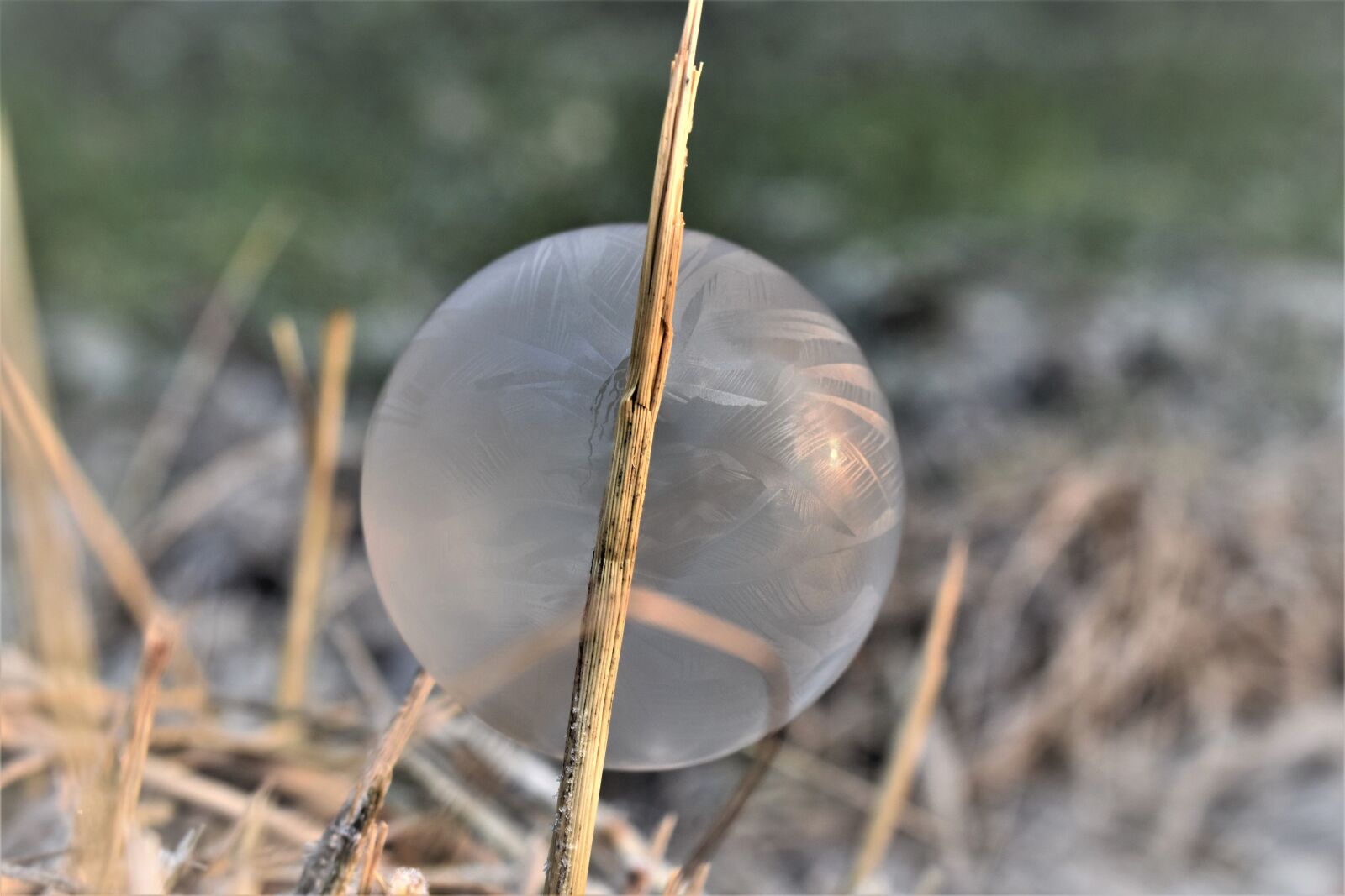 Nikon D5500 sample photo. Soap bubble, frozen, eiskristalle photography