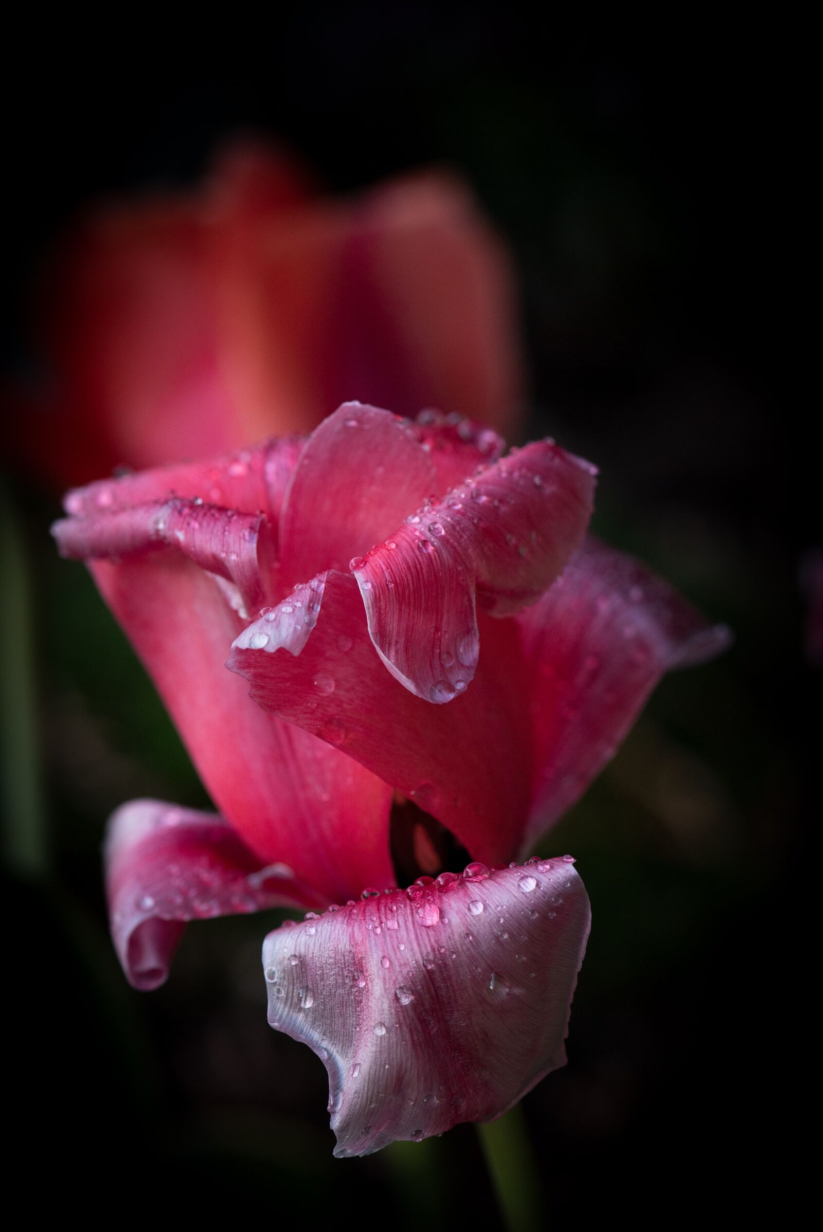 Nikon D750 sample photo. Tulip, flower, blossom photography