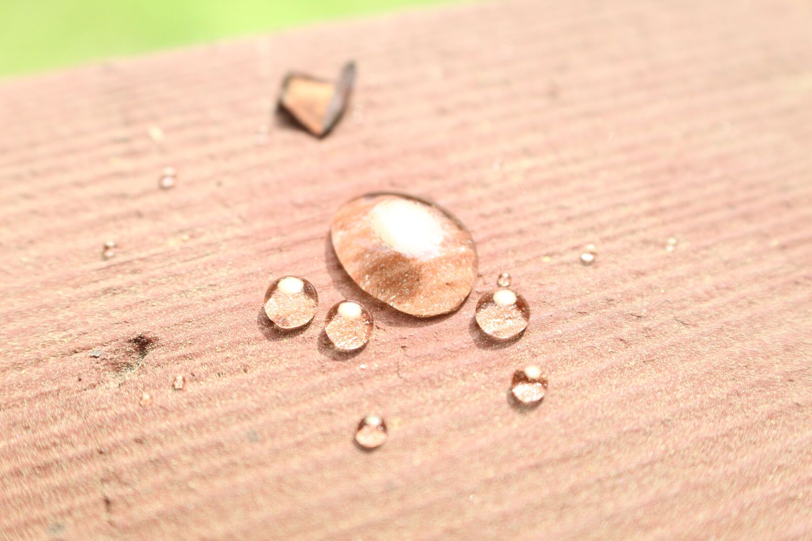 Canon EOS 1300D (EOS Rebel T6 / EOS Kiss X80) sample photo. Water drops, pollen, nature photography