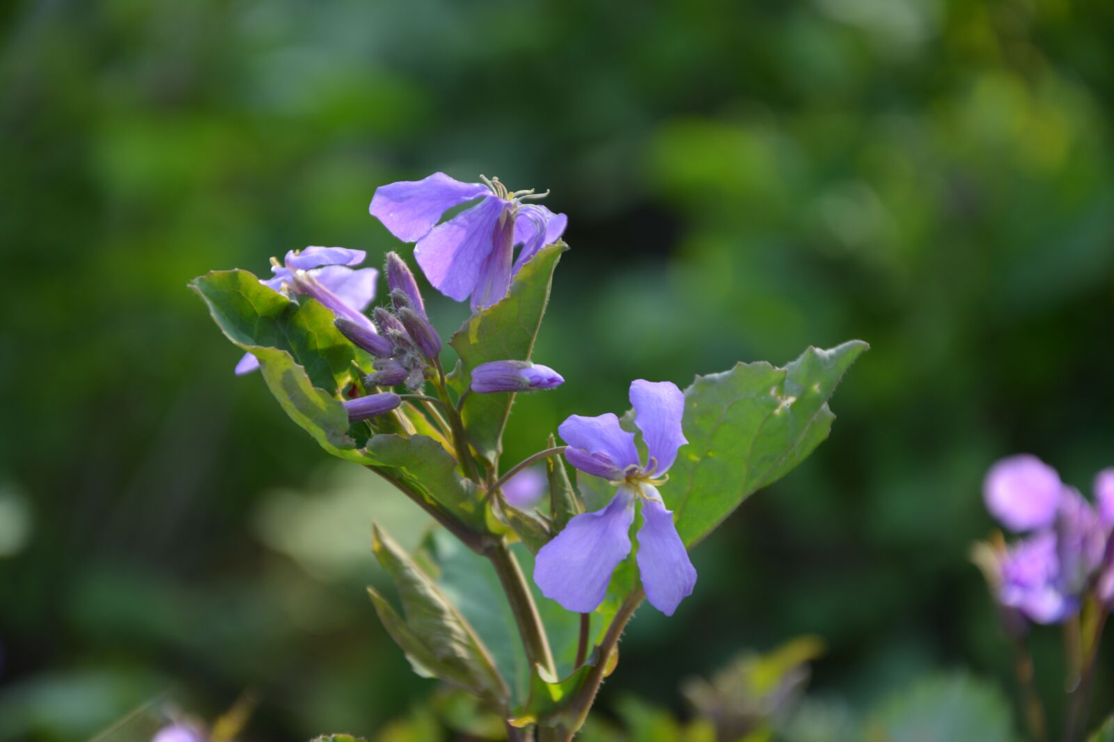 Nikon D5200 sample photo. Purple flowers, flower, purple photography