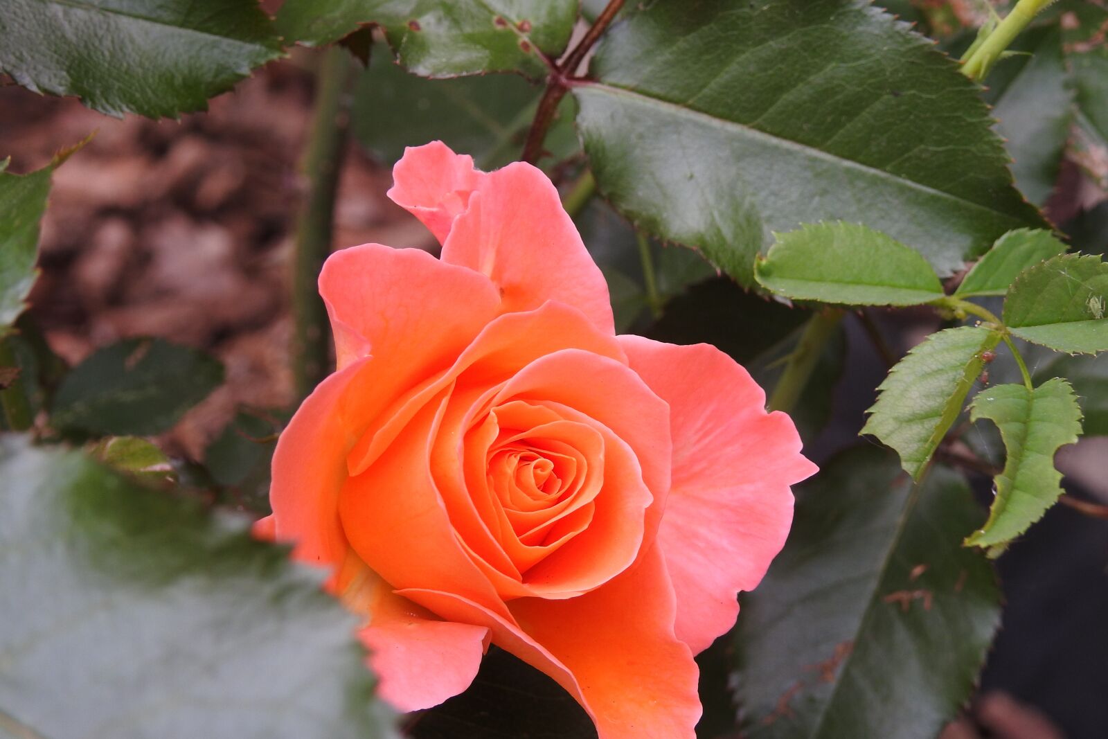 Nikon Coolpix P900 sample photo. Rose, flower, rosebush photography