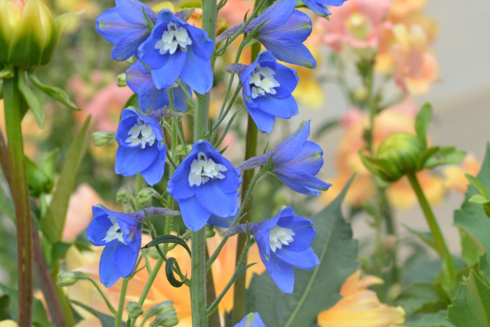 Nikon D3100 sample photo. Flowers, blue, yellow photography