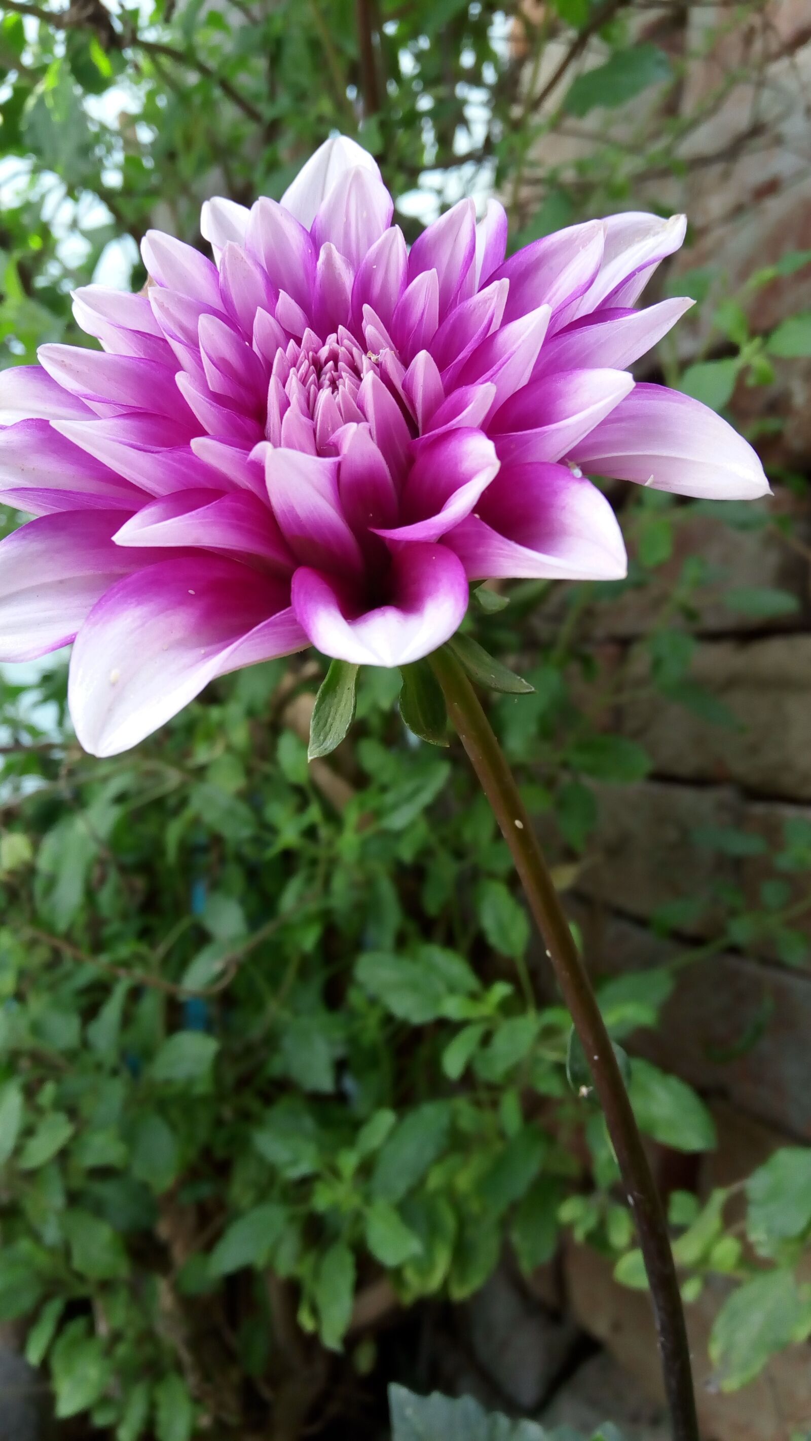 Lenovo VIBE X3 LITE sample photo. Nature, flora, flower photography