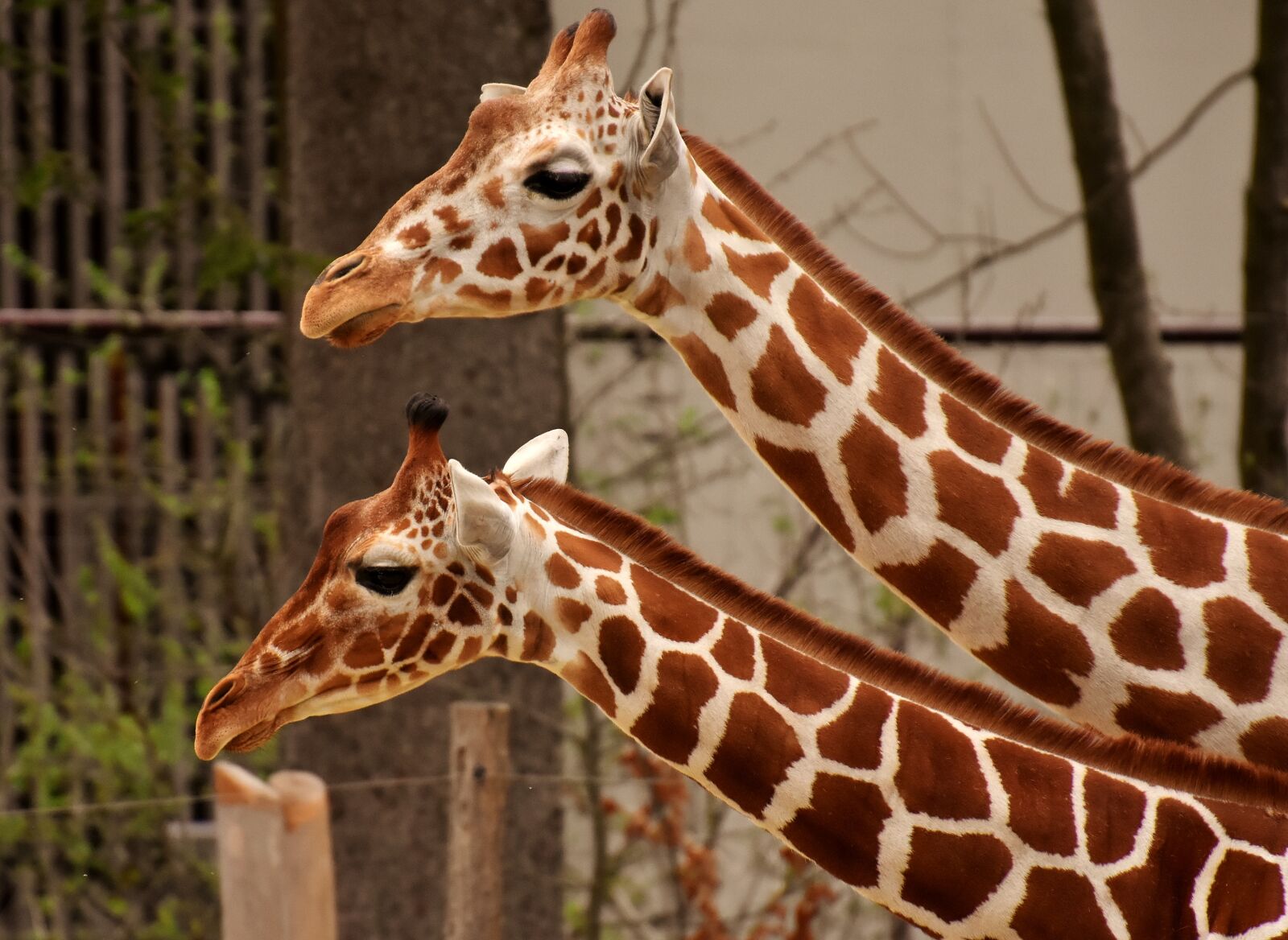 Nikon D7200 sample photo. Giraffe, zoo, animal photography