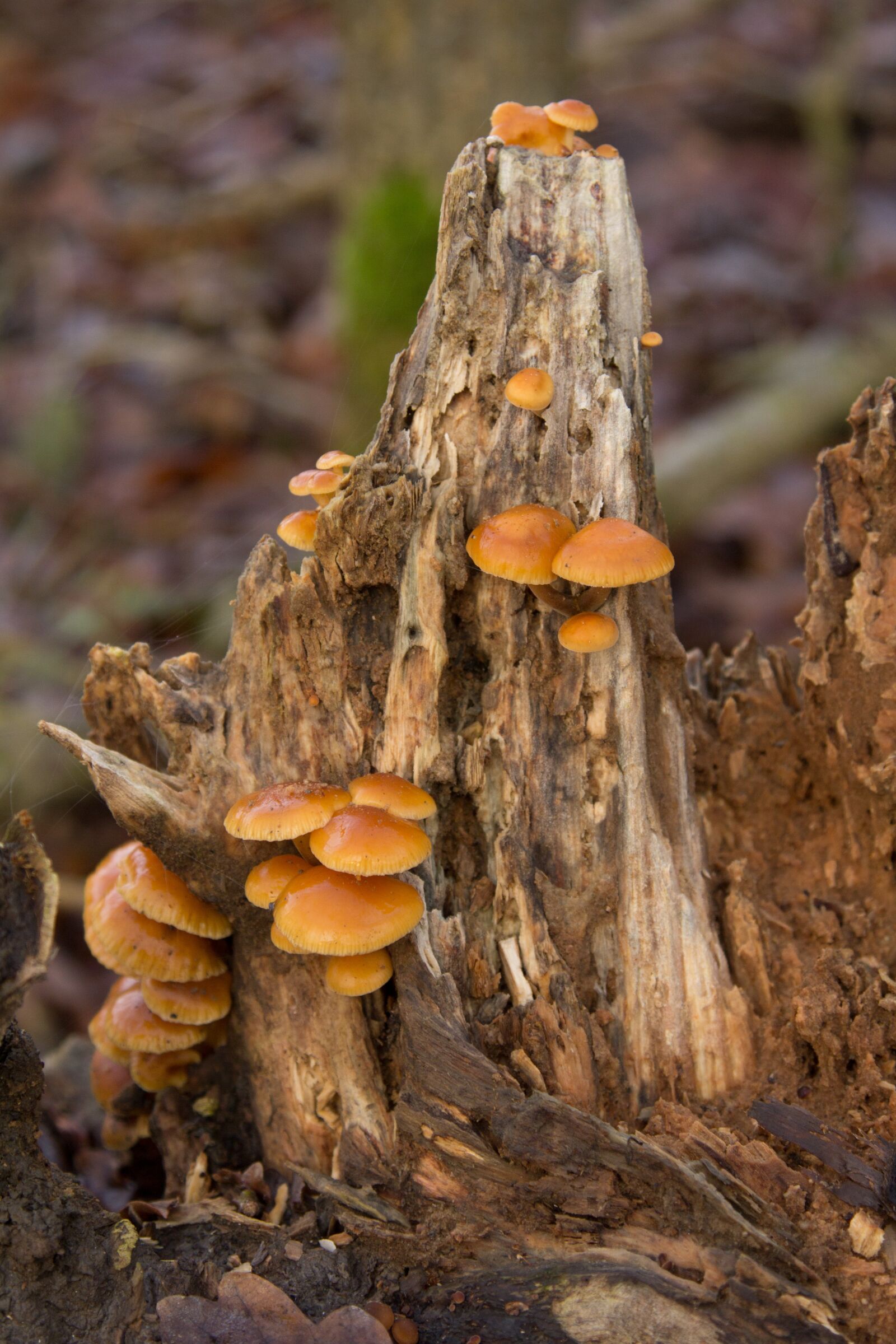 Canon EOS 60D + Canon EF 24-105mm F4L IS USM sample photo. Autumn, mushrooms, mushroom photography