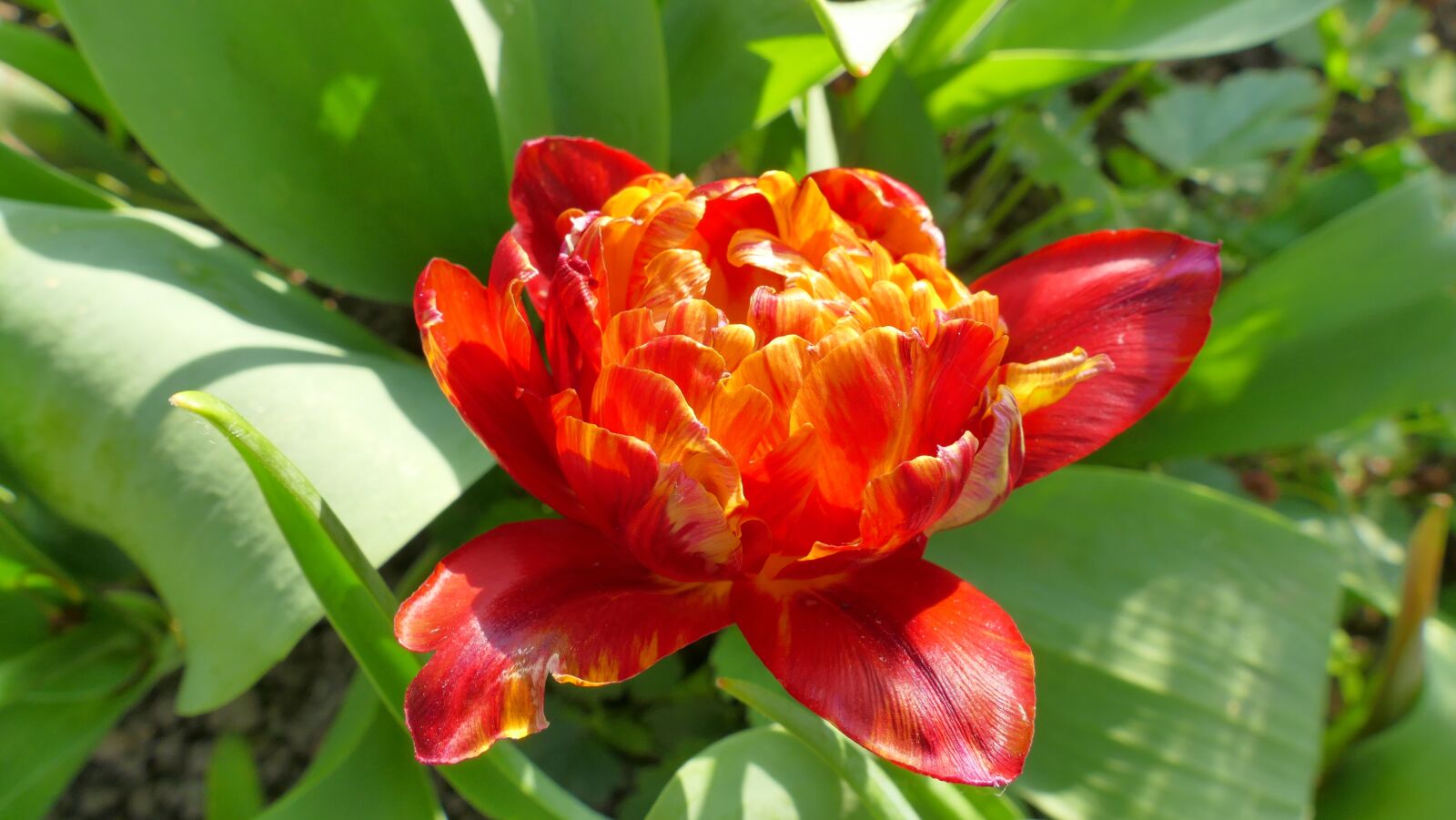 Panasonic Lumix DMC-FZ1000 sample photo. Tulip, flower, spring photography