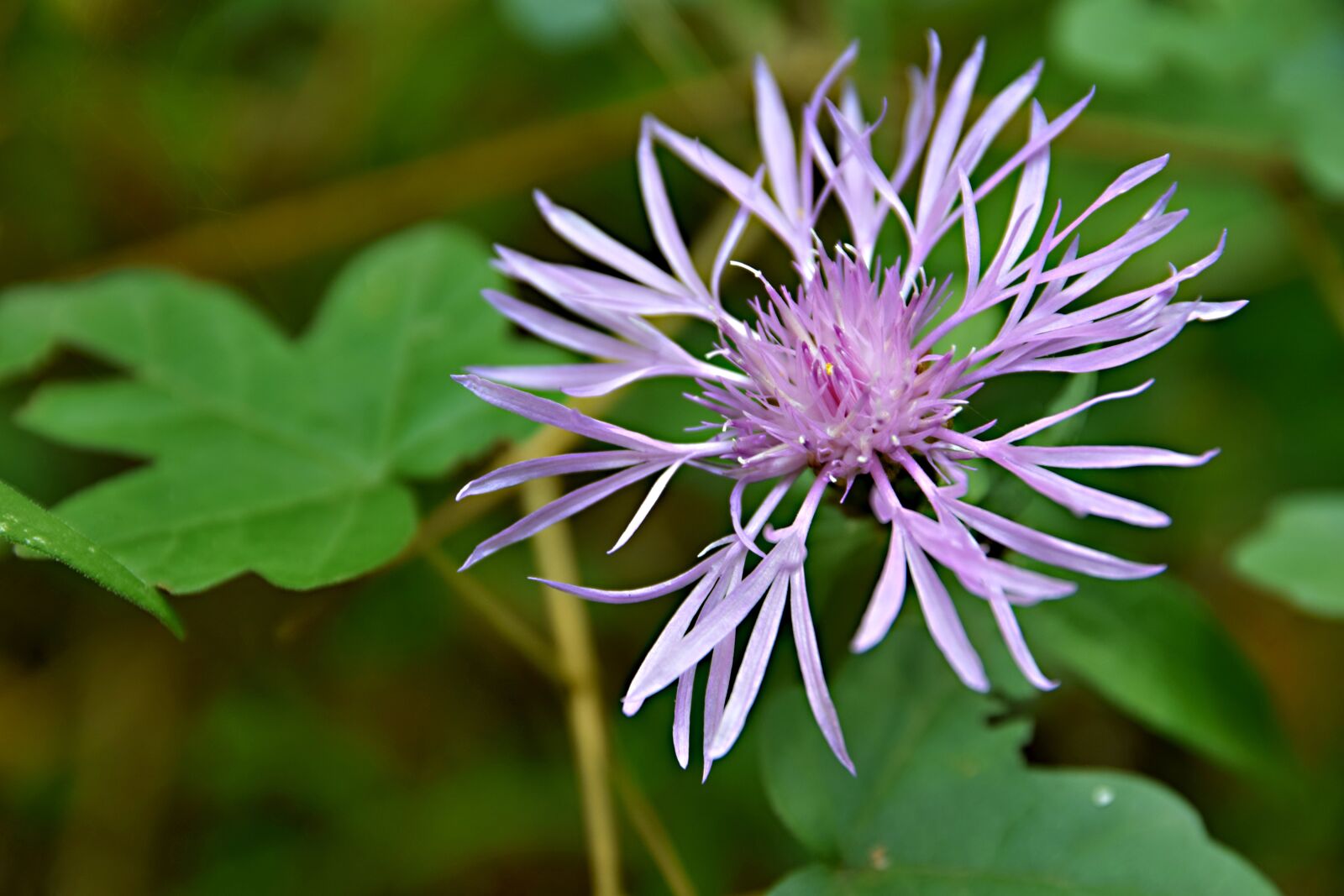 Nikon D5300 sample photo. Flower, field bloom, blue photography