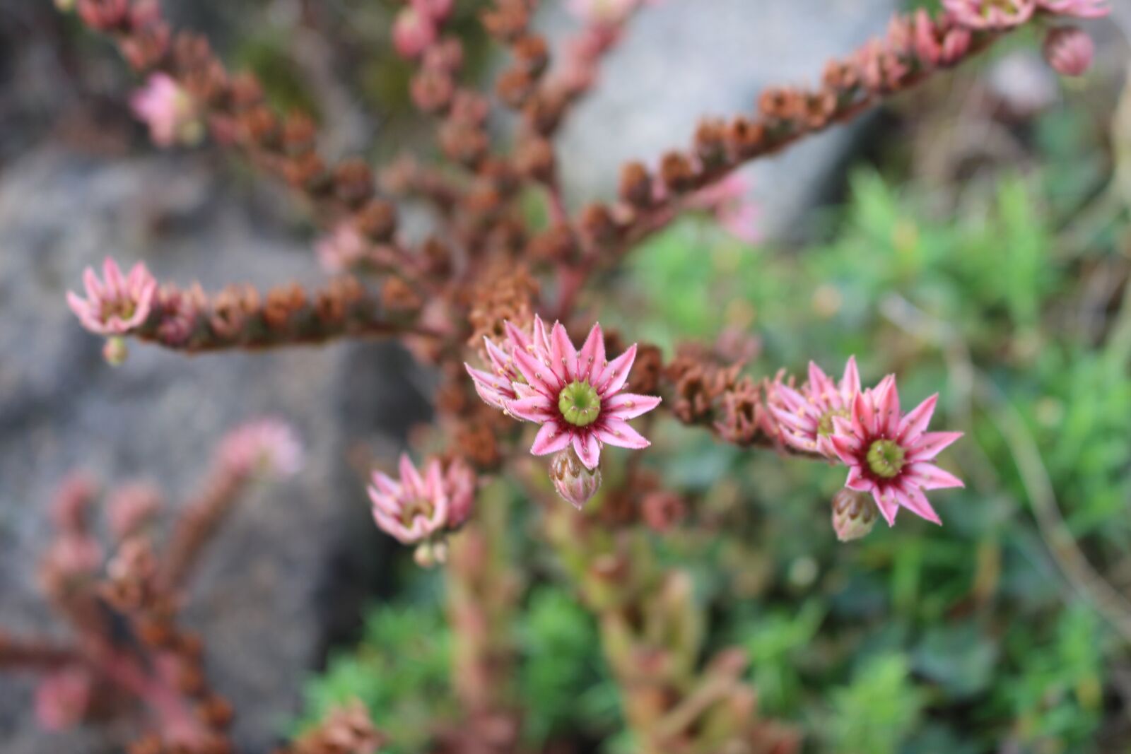 Canon EOS 100D (EOS Rebel SL1 / EOS Kiss X7) sample photo. Succulent, plant, flora photography
