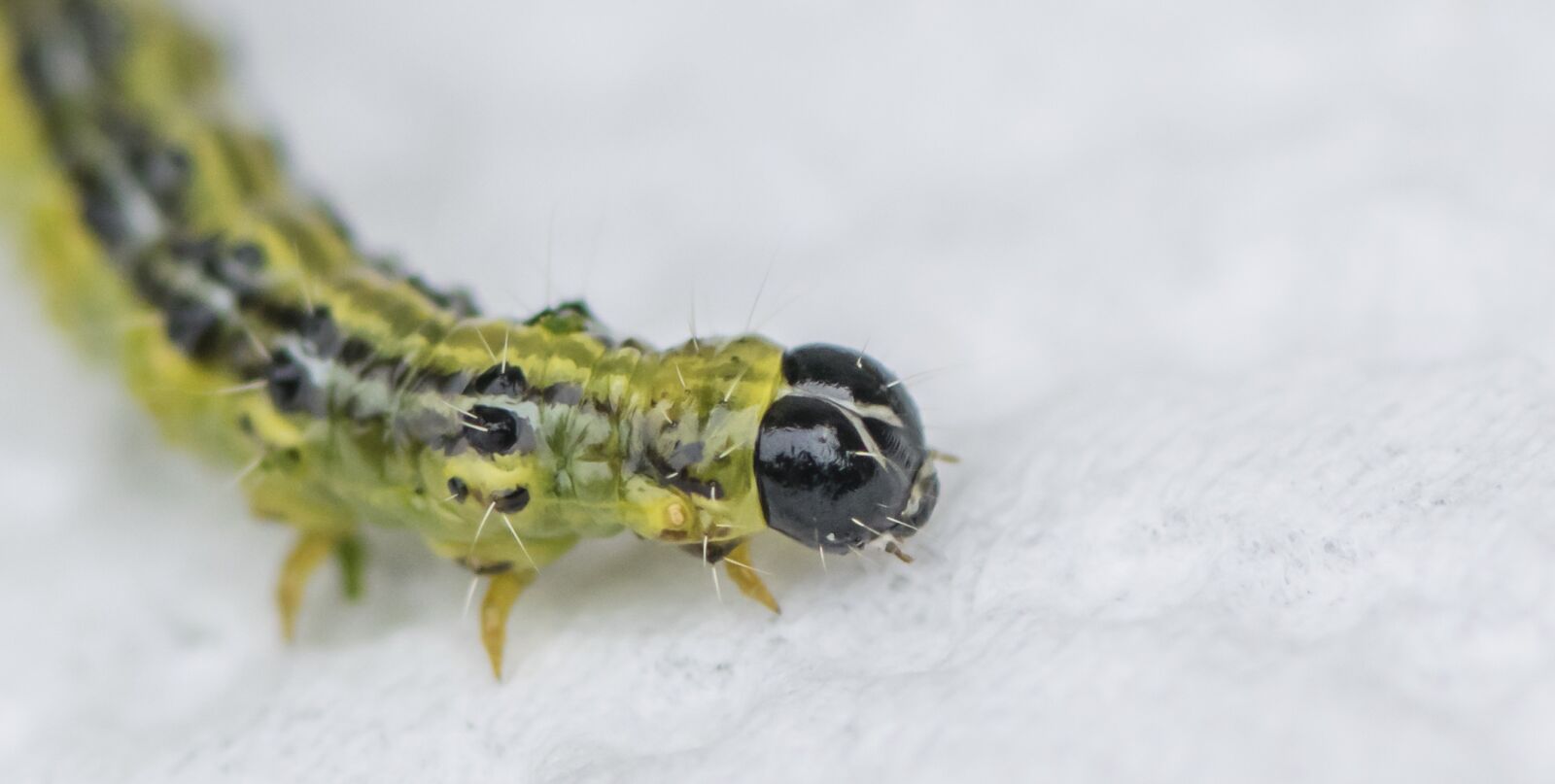 Nikon D5300 sample photo. Insect, nature, animal photography