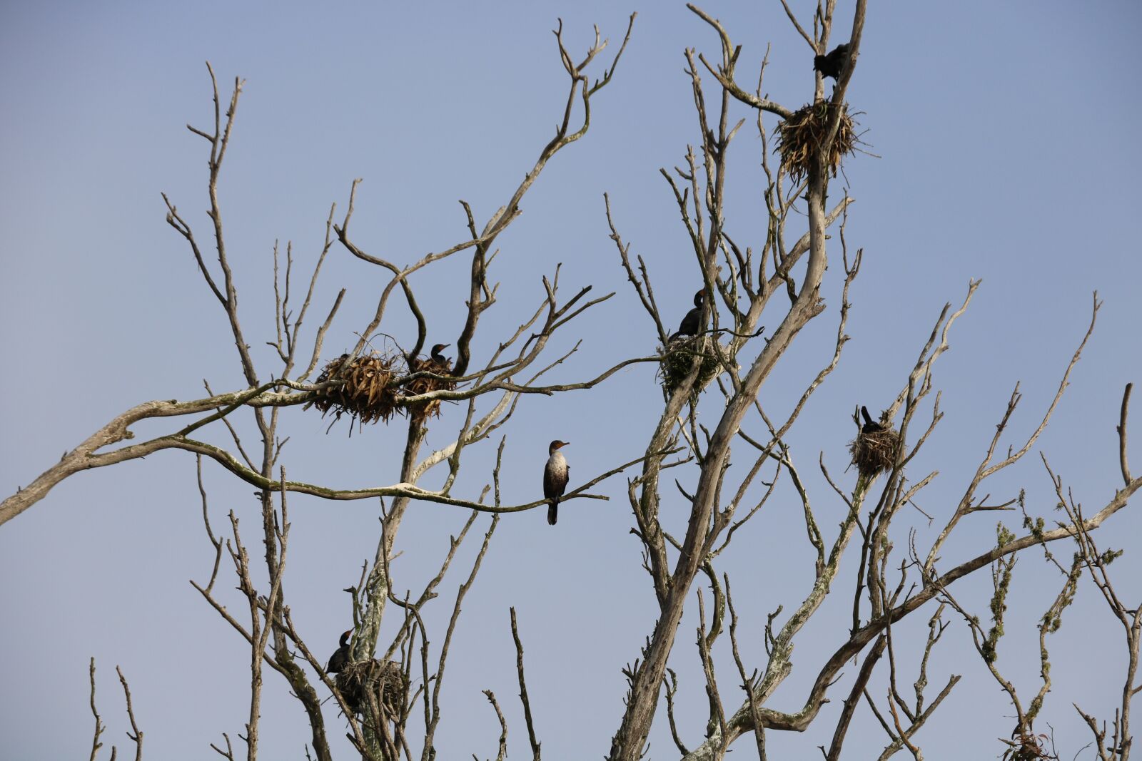 Canon EOS 750D (EOS Rebel T6i / EOS Kiss X8i) sample photo. Nature, wildlife, bird photography