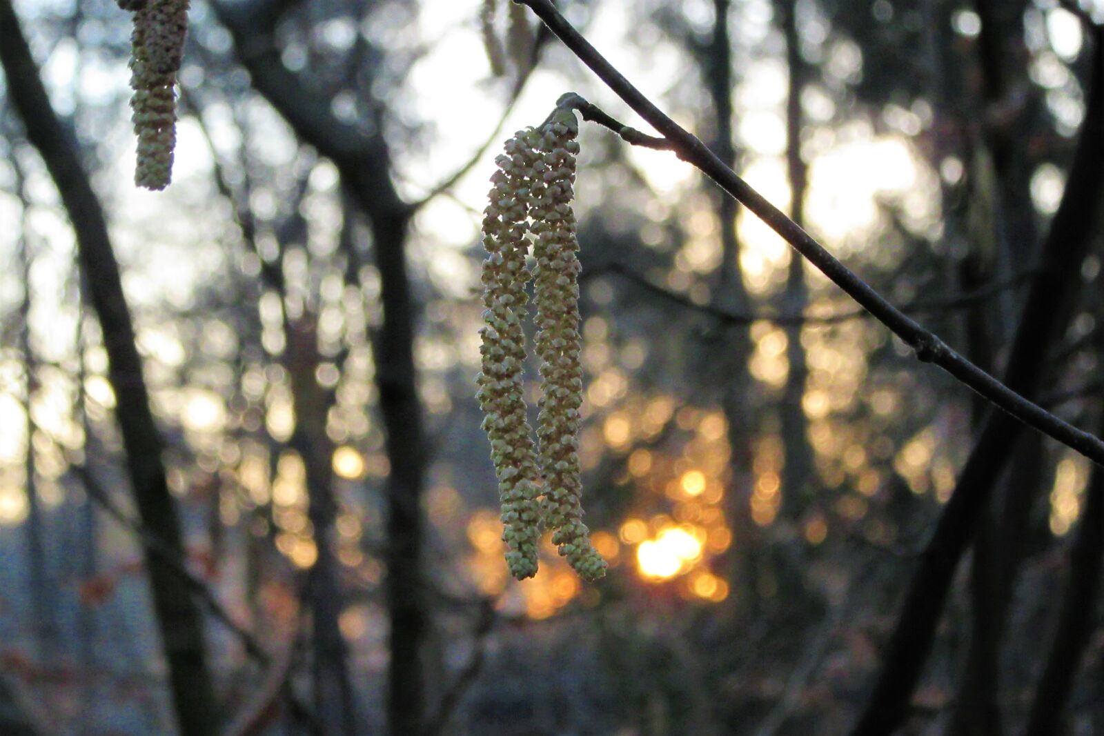 Canon PowerShot SX610 HS sample photo. Hazel, sunrise, winter photography