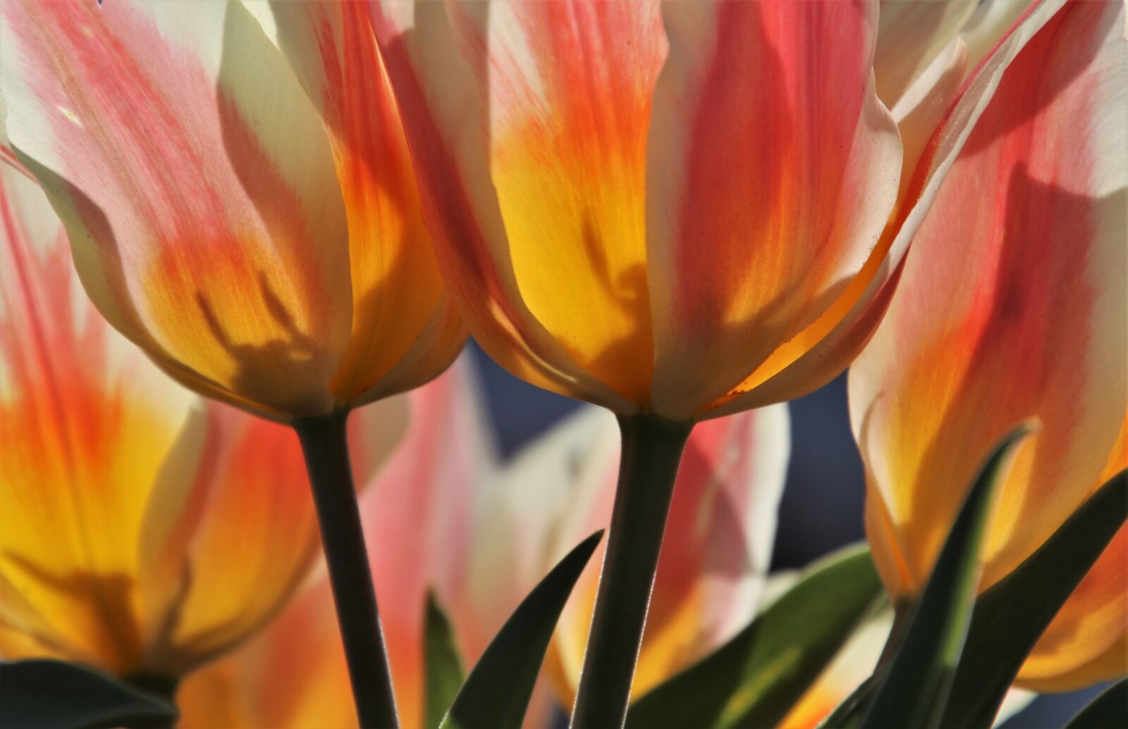 Canon EOS 80D sample photo. Tulip, increases, yellow photography