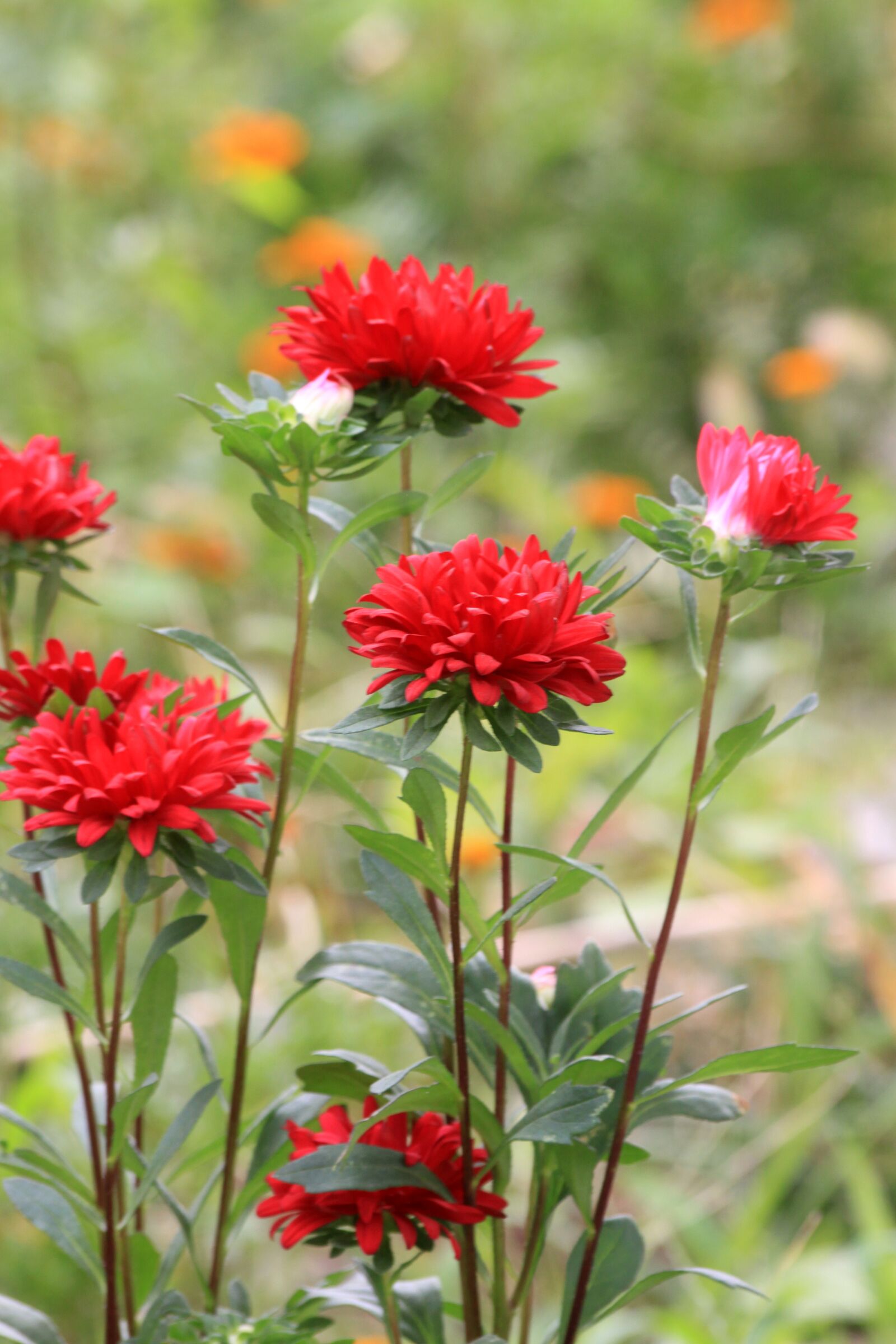 Canon EOS 50D sample photo. Red flower, wildflower, flowers photography