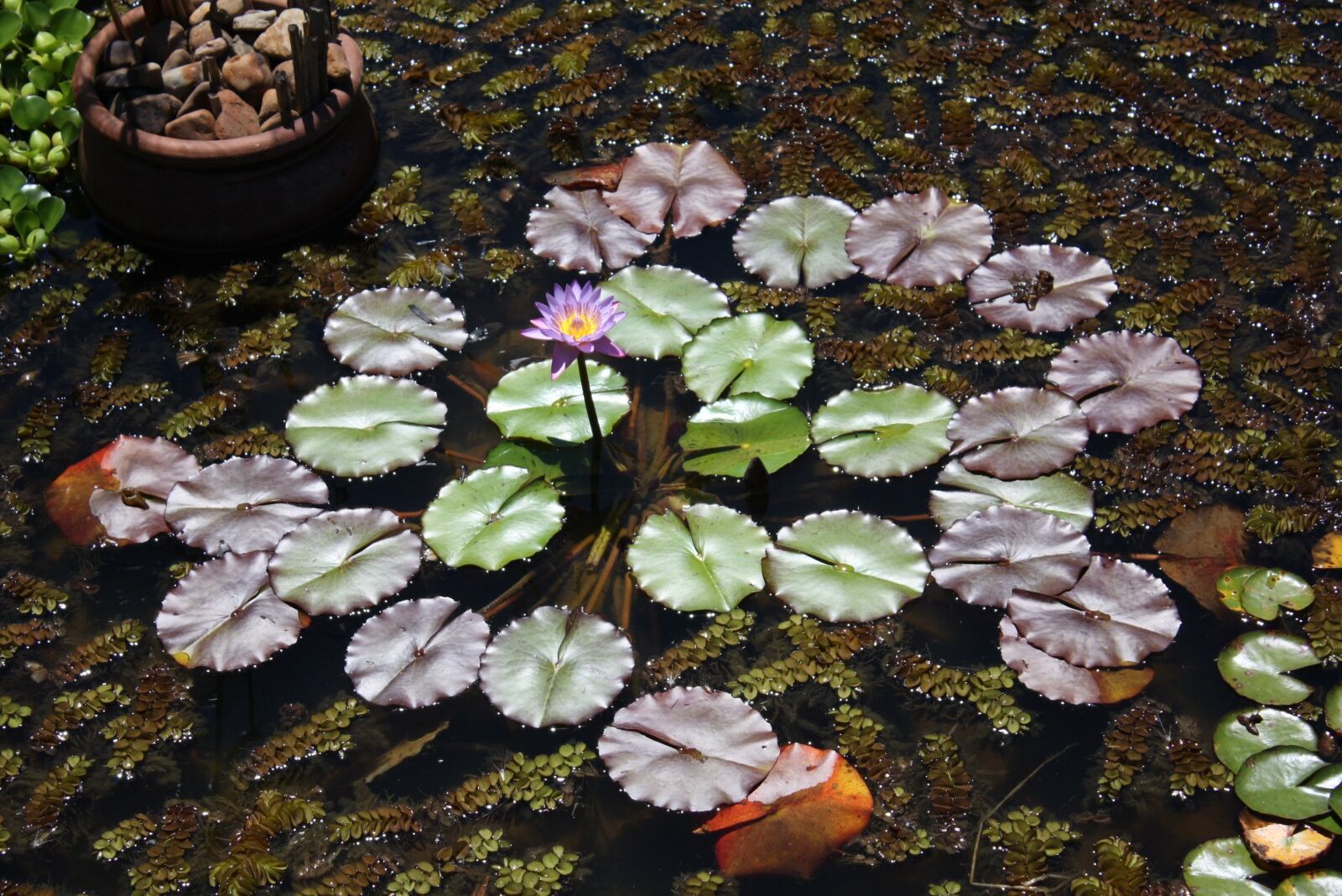 Canon EOS 1000D (EOS Digital Rebel XS / EOS Kiss F) sample photo. Flower, aquatic plant, nature photography