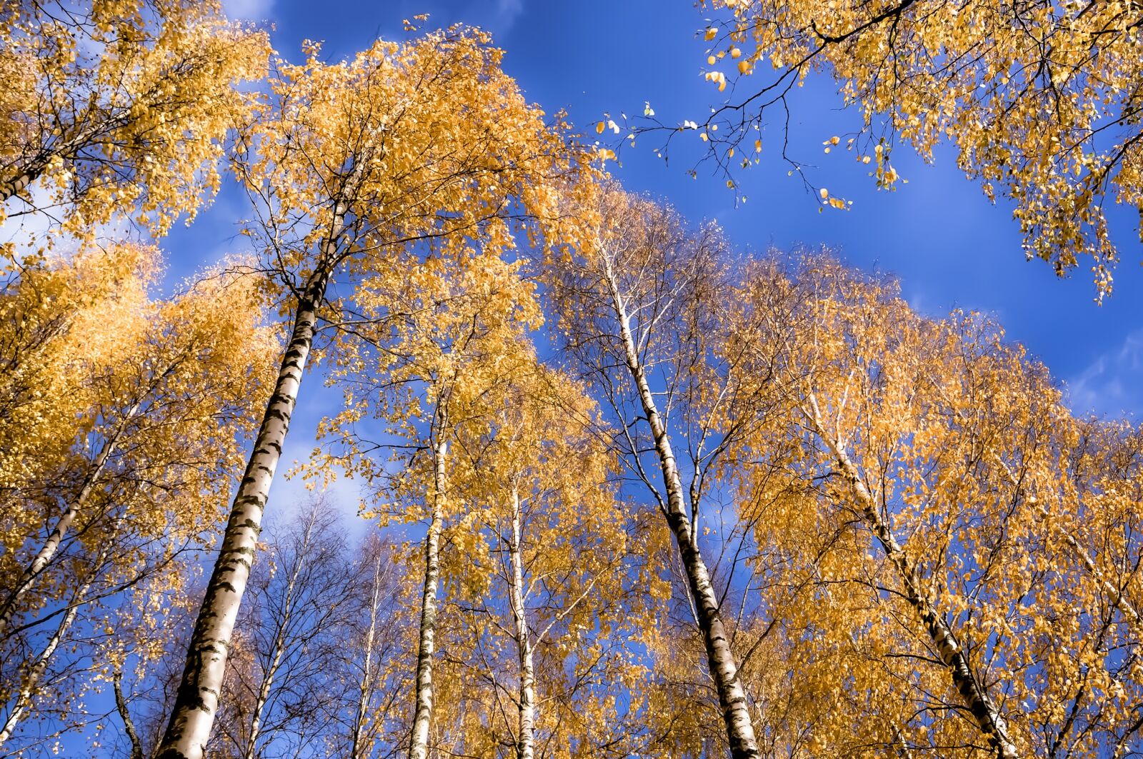 Sony Alpha NEX-5N + Sigma 19mm F2.8 EX DN sample photo. Birch, forest, sky photography