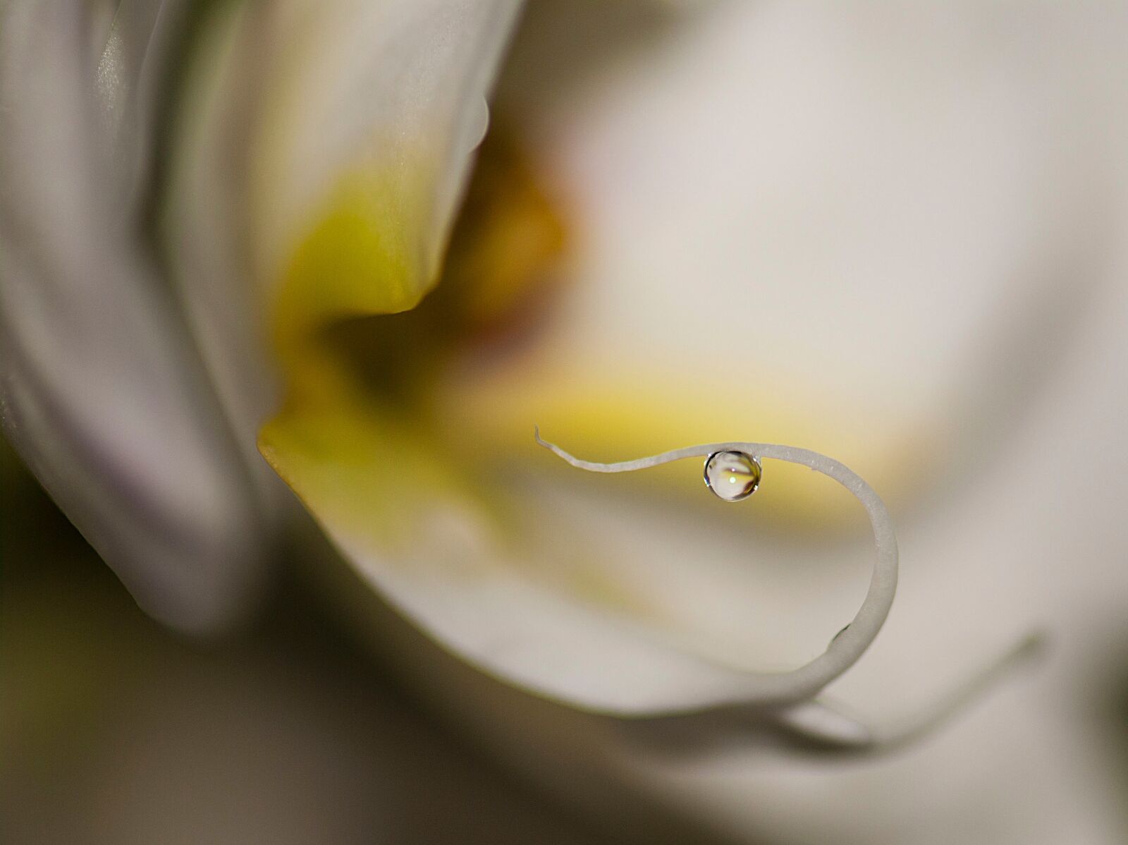Nikon D60 sample photo. Orchiedea, drop, water photography