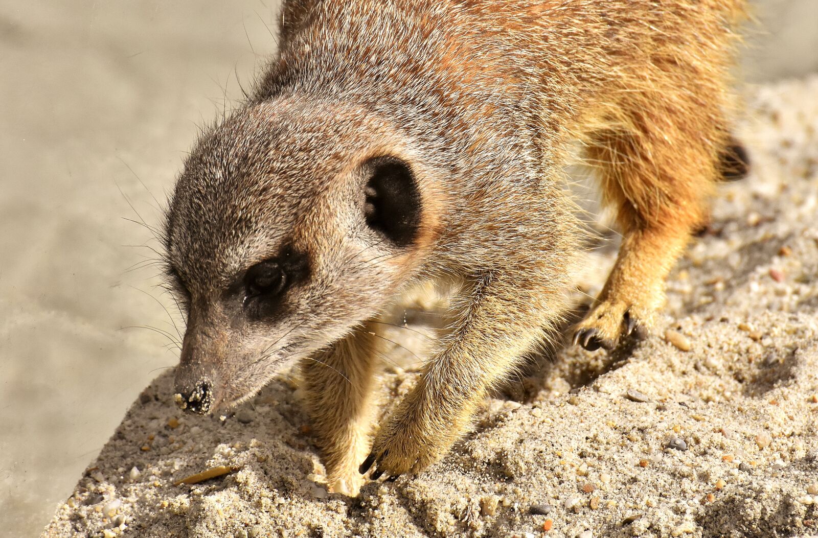 Nikon D7200 sample photo. Meerkat, animal, nature photography