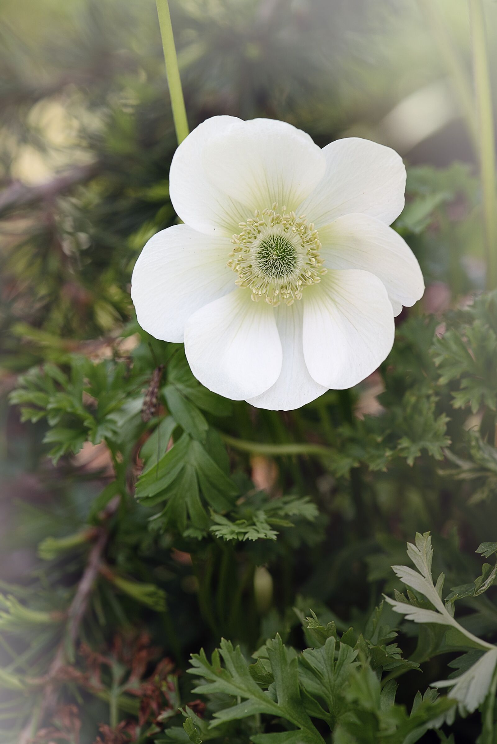 Nikon D750 sample photo. Anemone, white, white anemone photography