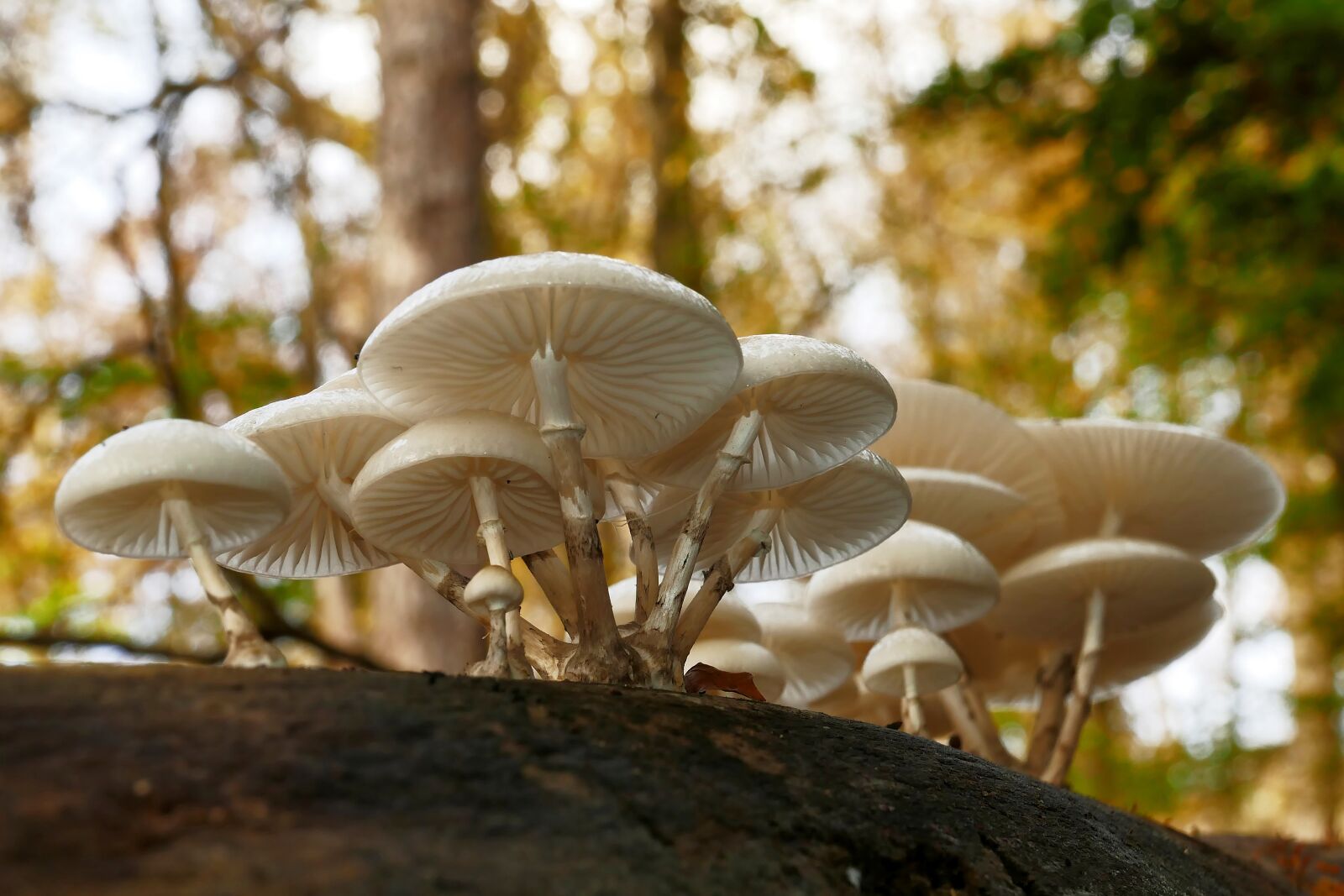 Panasonic Lumix DMC-FZ1000 sample photo. Mushroom, tree stump, forest photography