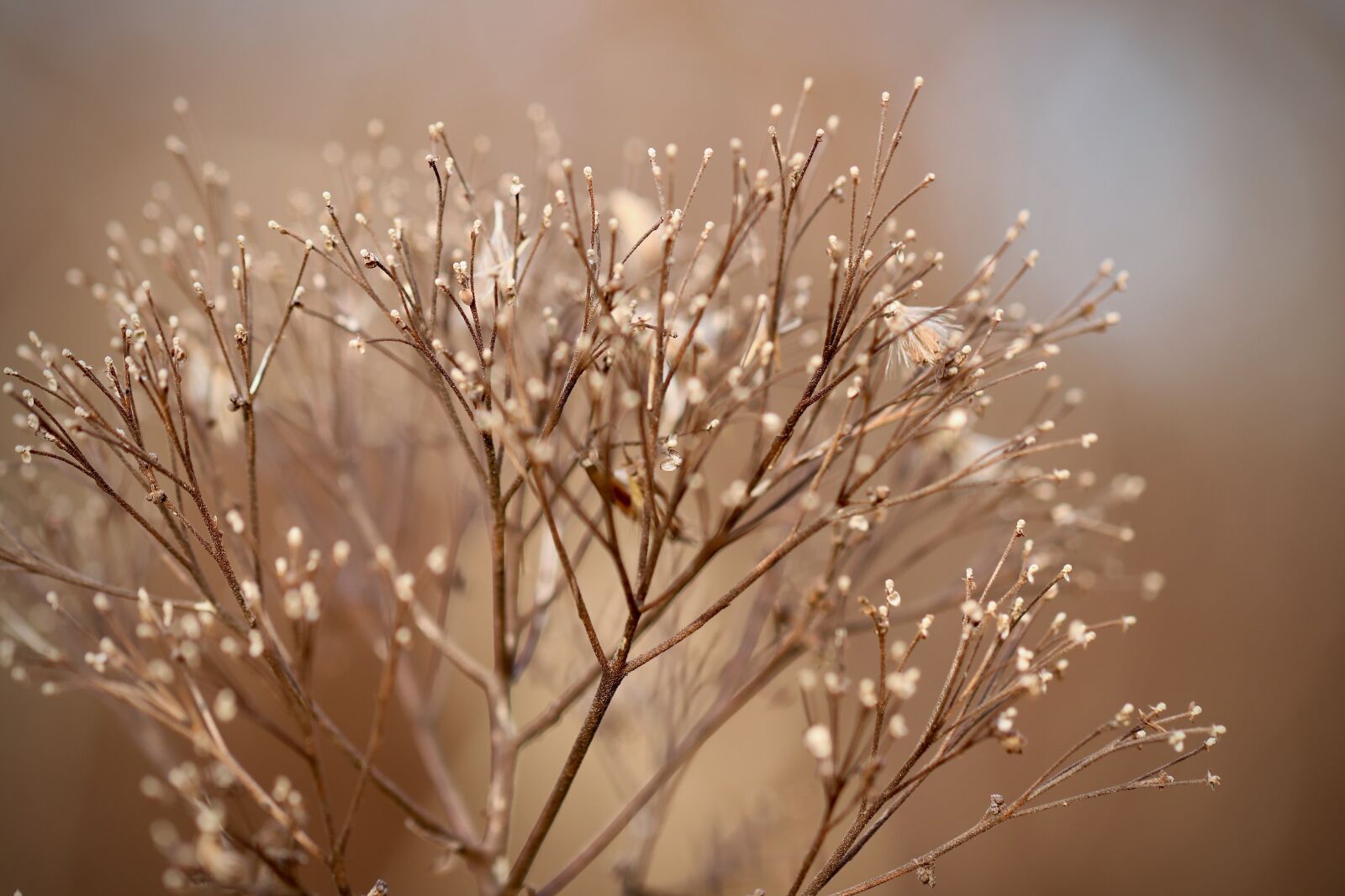 Canon EOS 800D (EOS Rebel T7i / EOS Kiss X9i) sample photo. Faded, dried flowers, dry photography