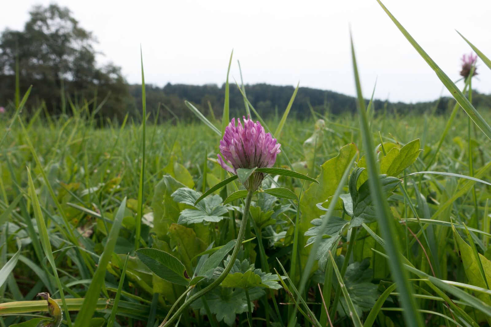 Sony Cyber-shot DSC-RX100 III sample photo. Klee, blossom, bloom photography