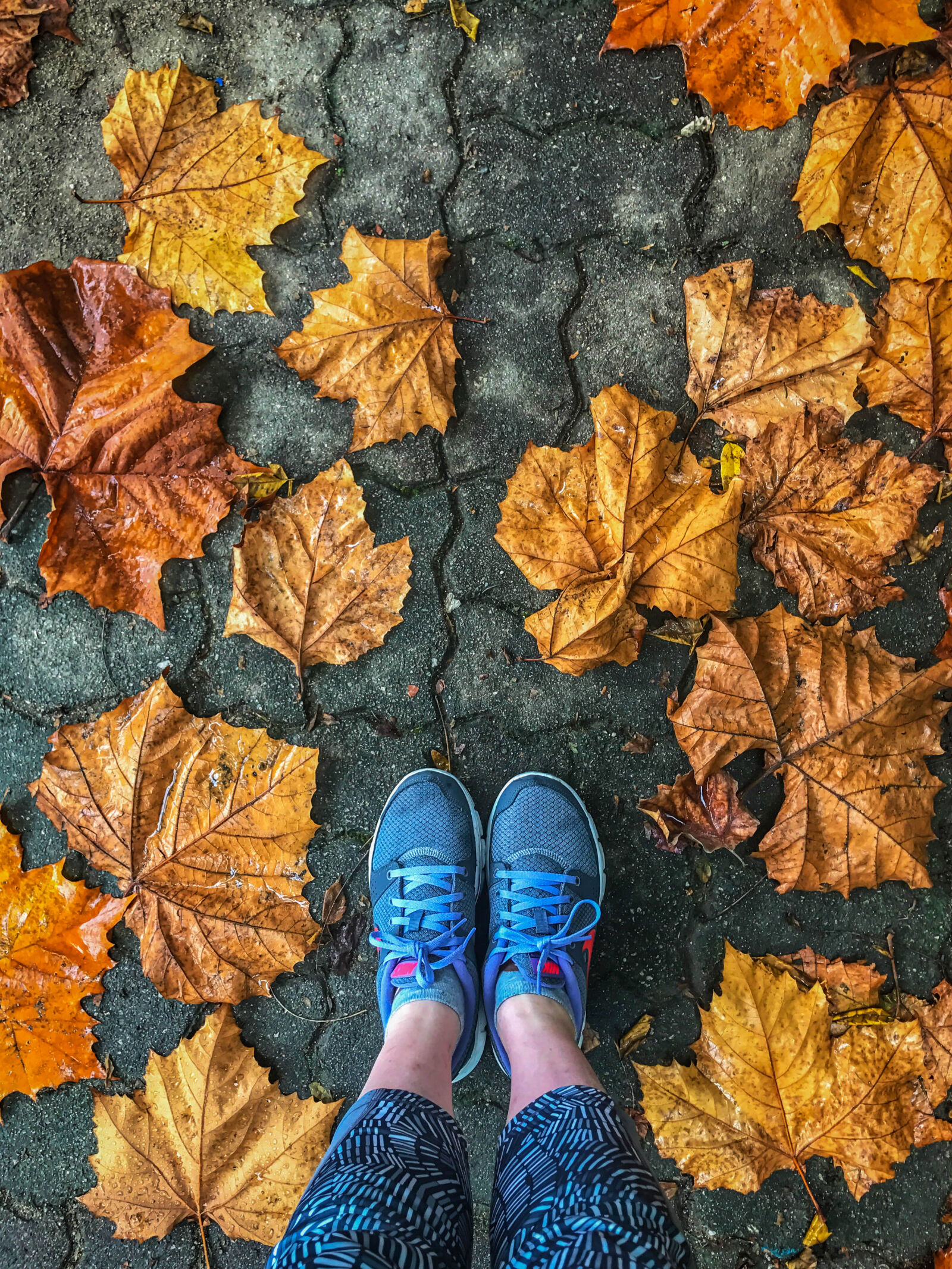 Apple iPhone 7 Plus sample photo. Autumn, autumnleaf, autumnleaves, fall photography