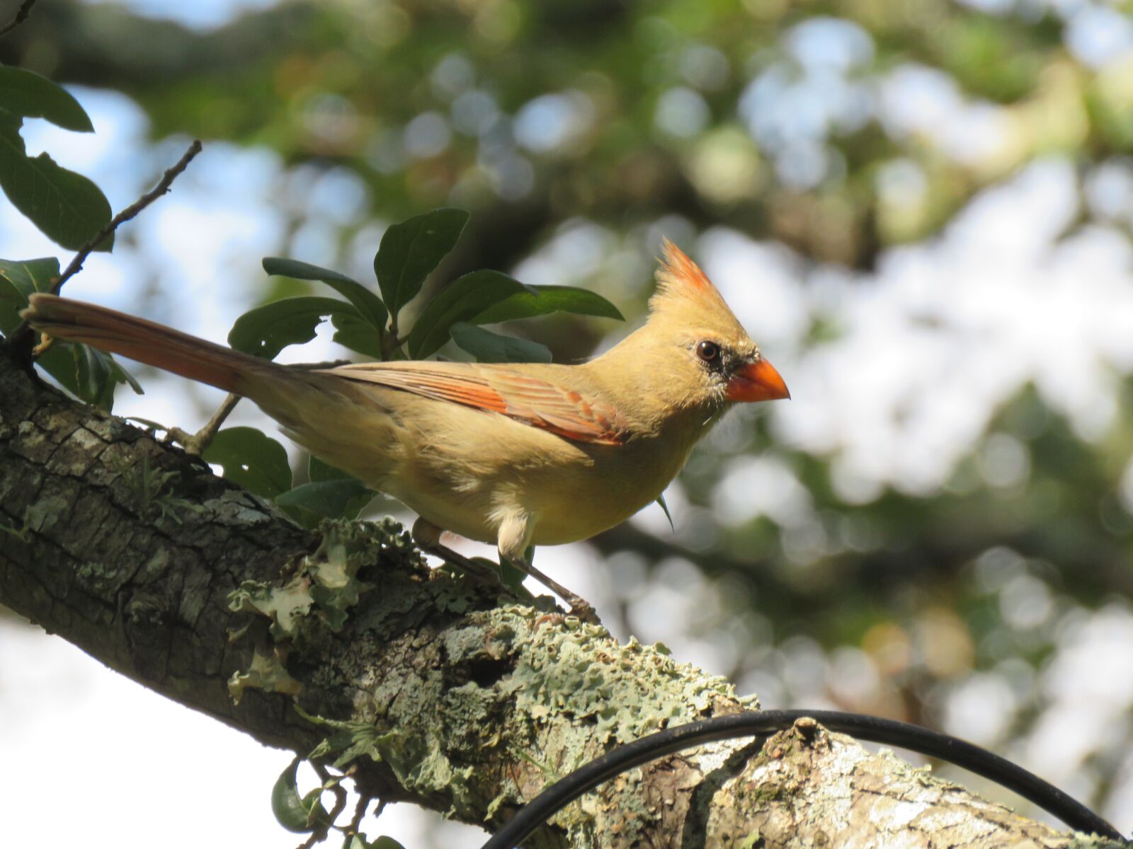 Canon PowerShot SX60 HS sample photo. Bird, wildlife, colorful photography