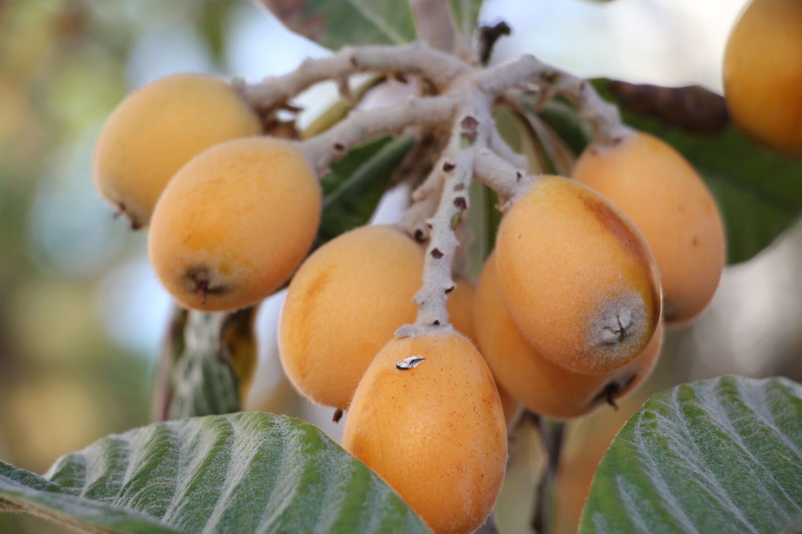 Canon EOS 60D sample photo. Nature, tree, fruit photography