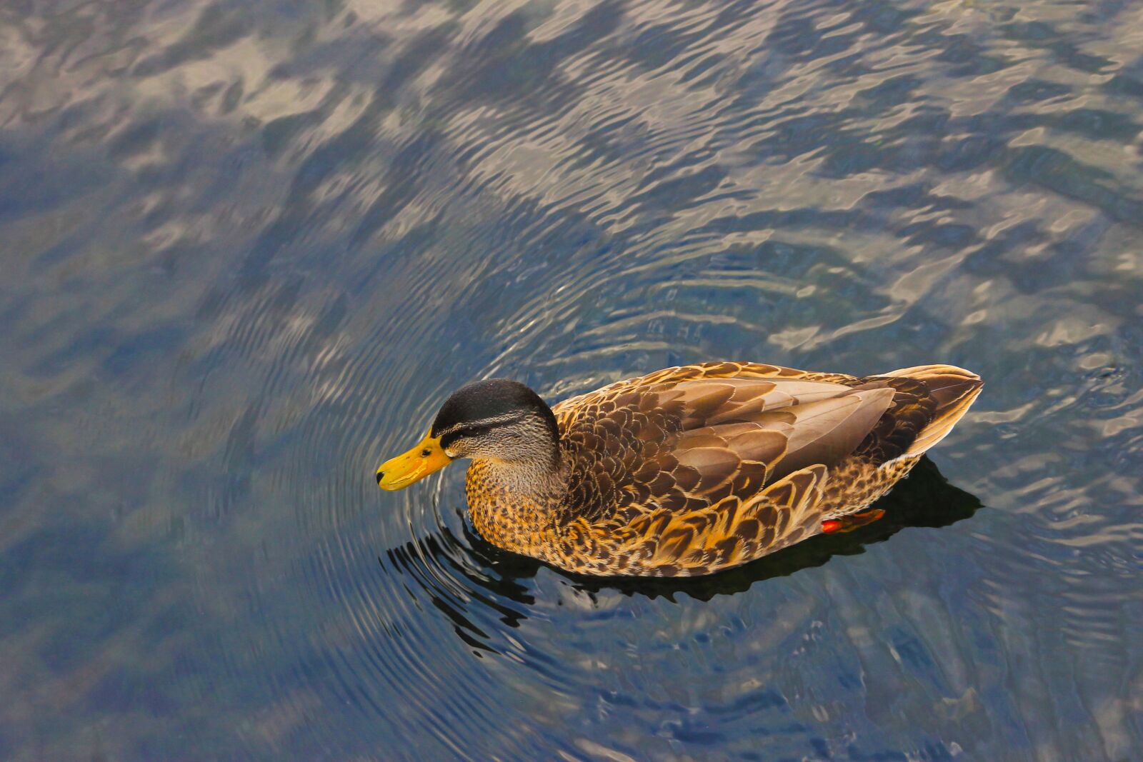 Canon EF75-300mm f/4-5.6 sample photo. Birds of new zealand photography