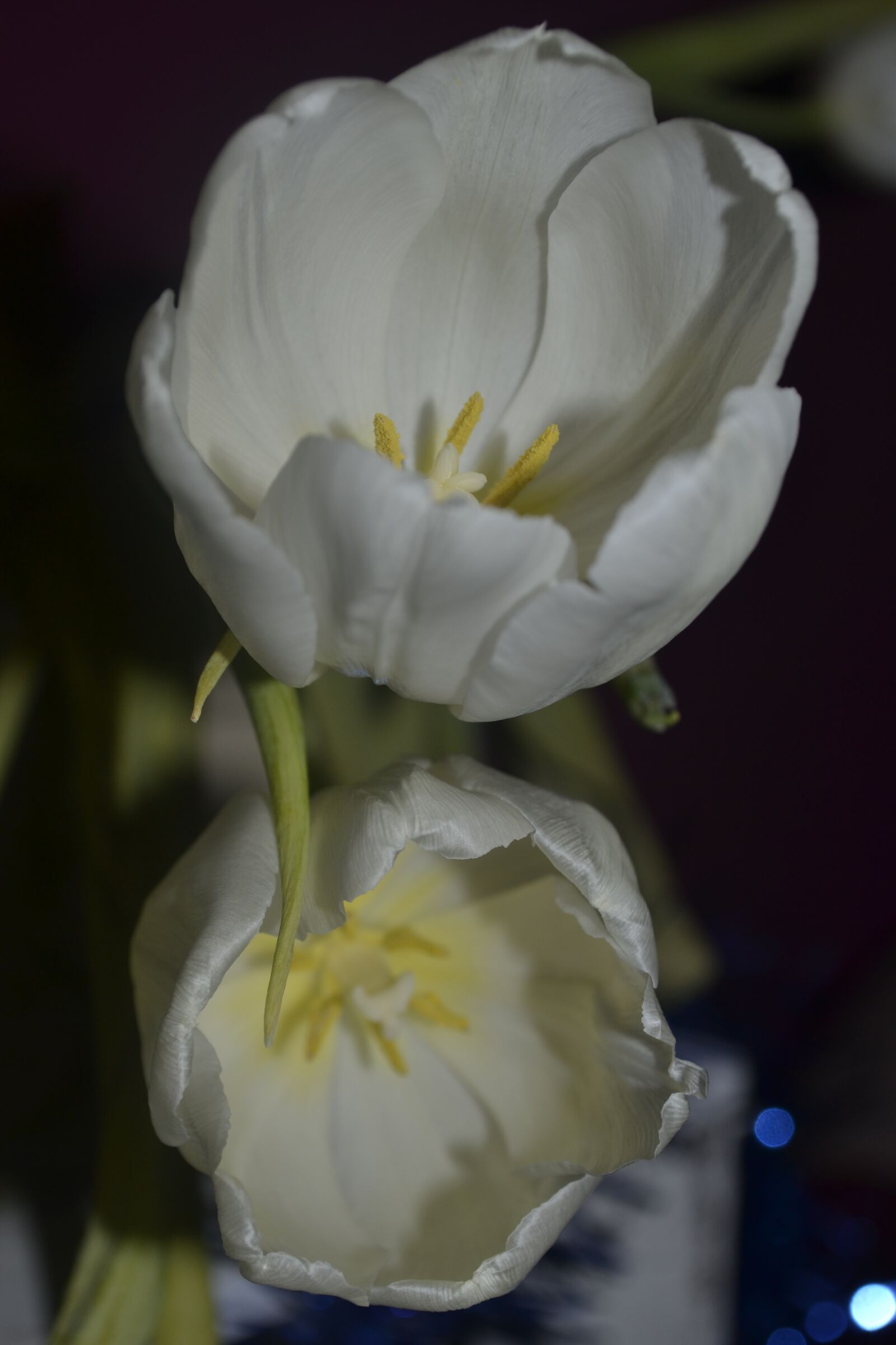 Nikon D3100 sample photo. Tulip, white, flower photography