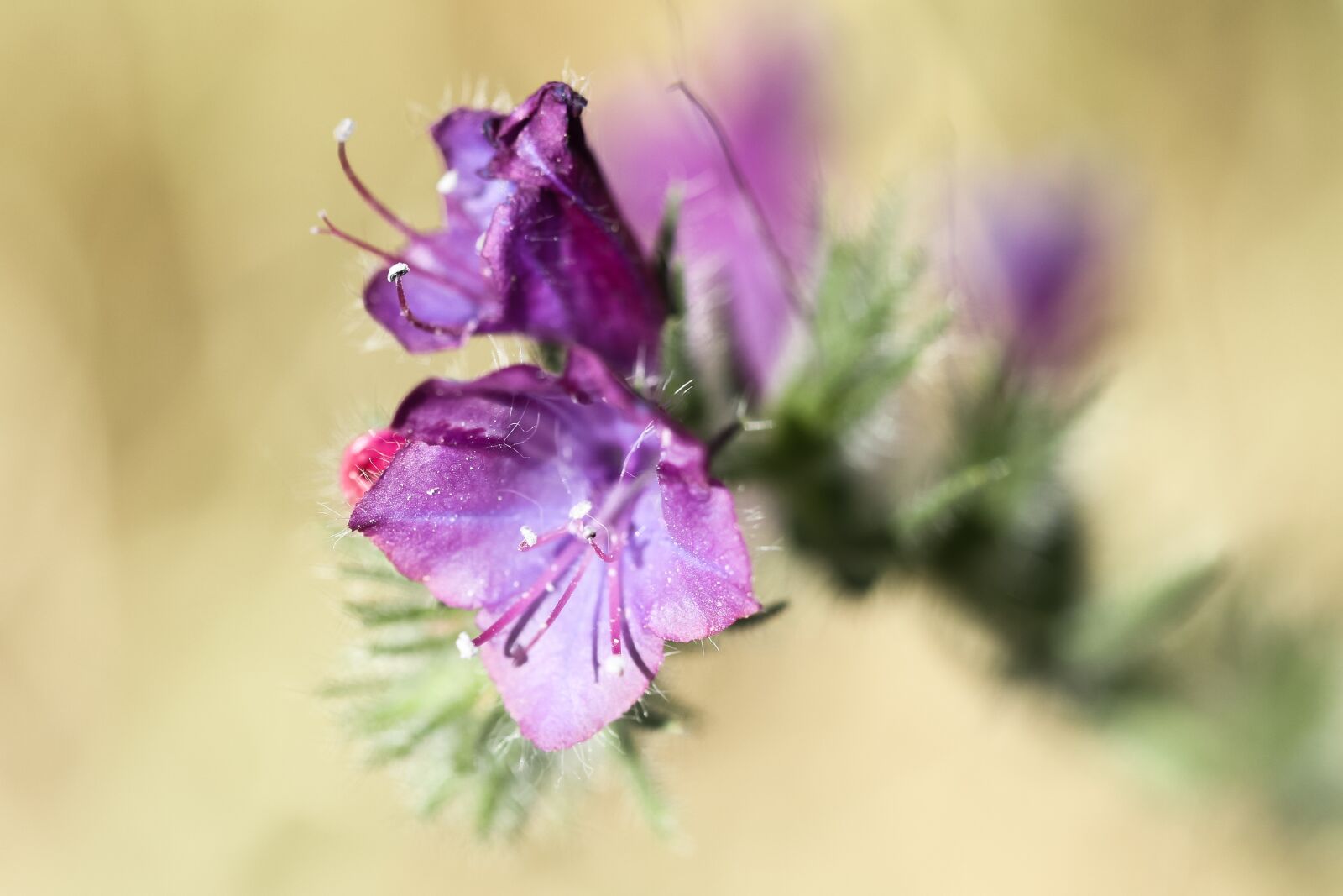 Canon EOS 7D + Canon EF 100mm F2.8 Macro USM sample photo. Spain, extremadura, flower photography