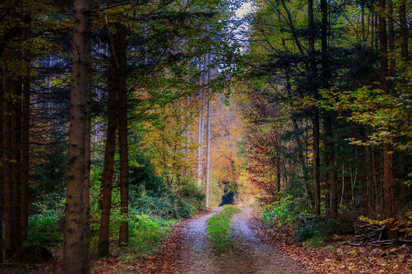 Panasonic Lumix DMC-GX8 sample photo. Forest, autumn, nature photography