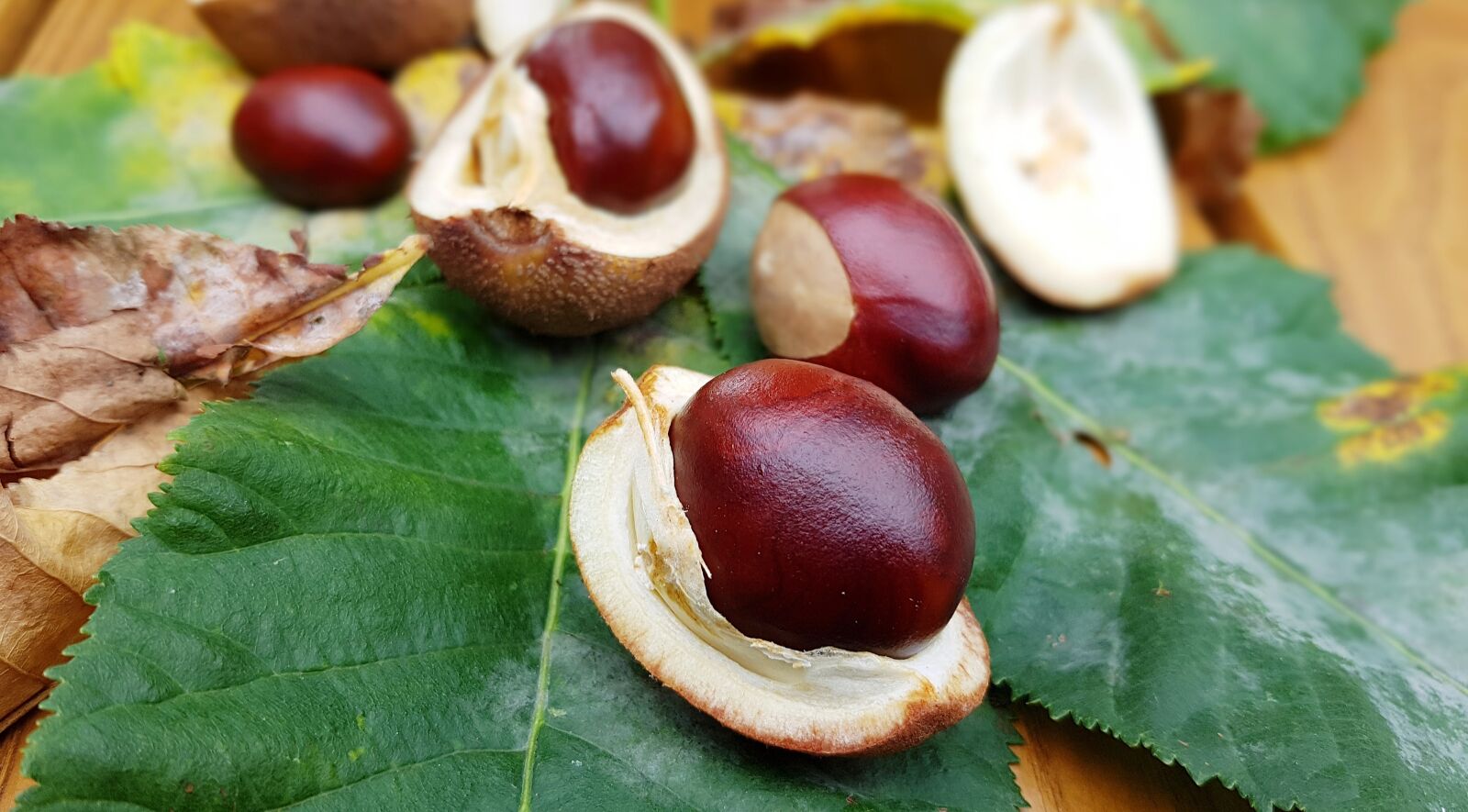 Samsung Galaxy S7 Edge sample photo. Chestnut, horse chestnut, fruiting photography