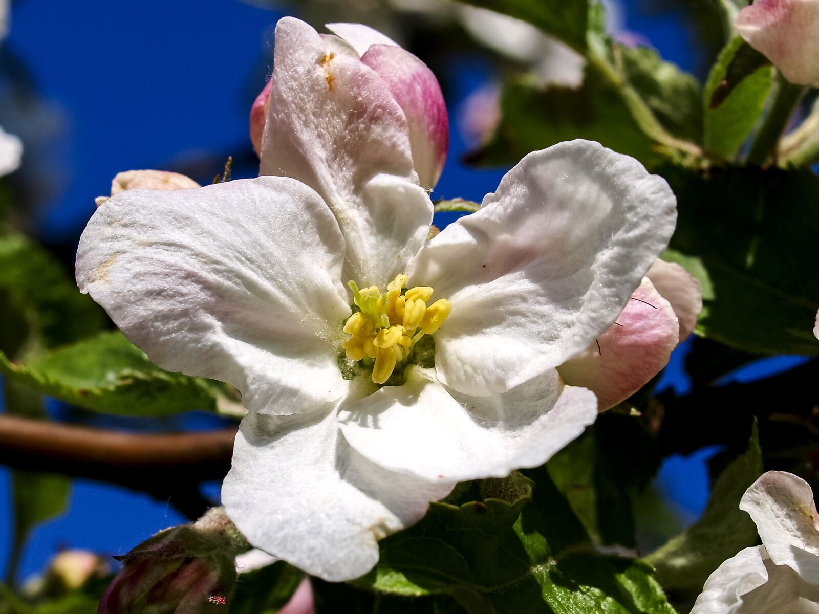 Olympus E-520 (EVOLT E-520) + OLYMPUS 35mm Lens sample photo. Blossom, blossom, bloom photography