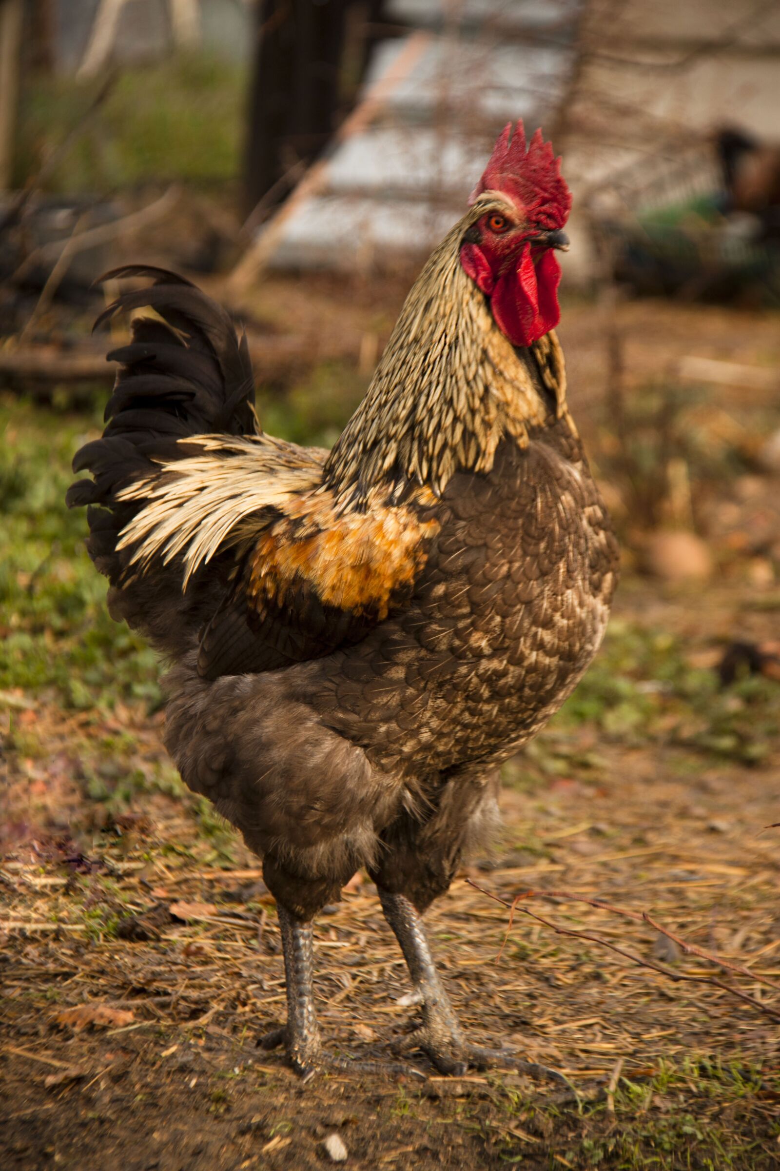 Canon EOS 500D (EOS Rebel T1i / EOS Kiss X3) sample photo. Birds, poultry, farm photography