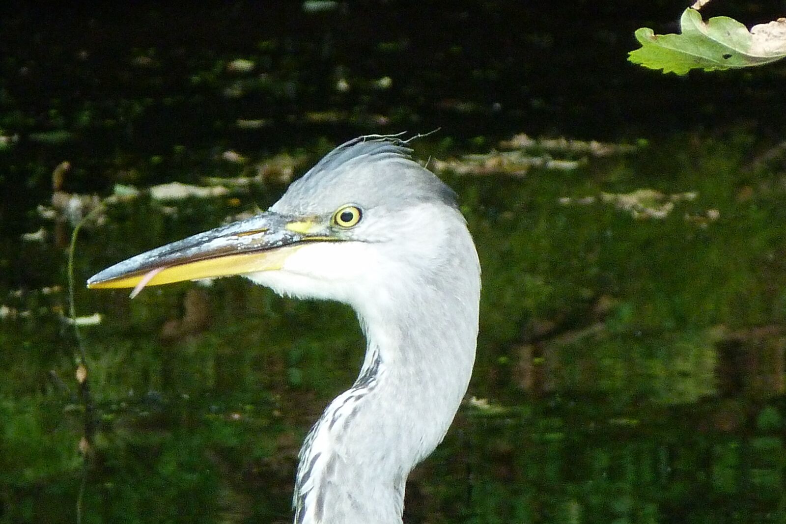 Panasonic Lumix DMC-FZ40 (Lumix DMC-FZ45) sample photo. Heron, bird, nature photography