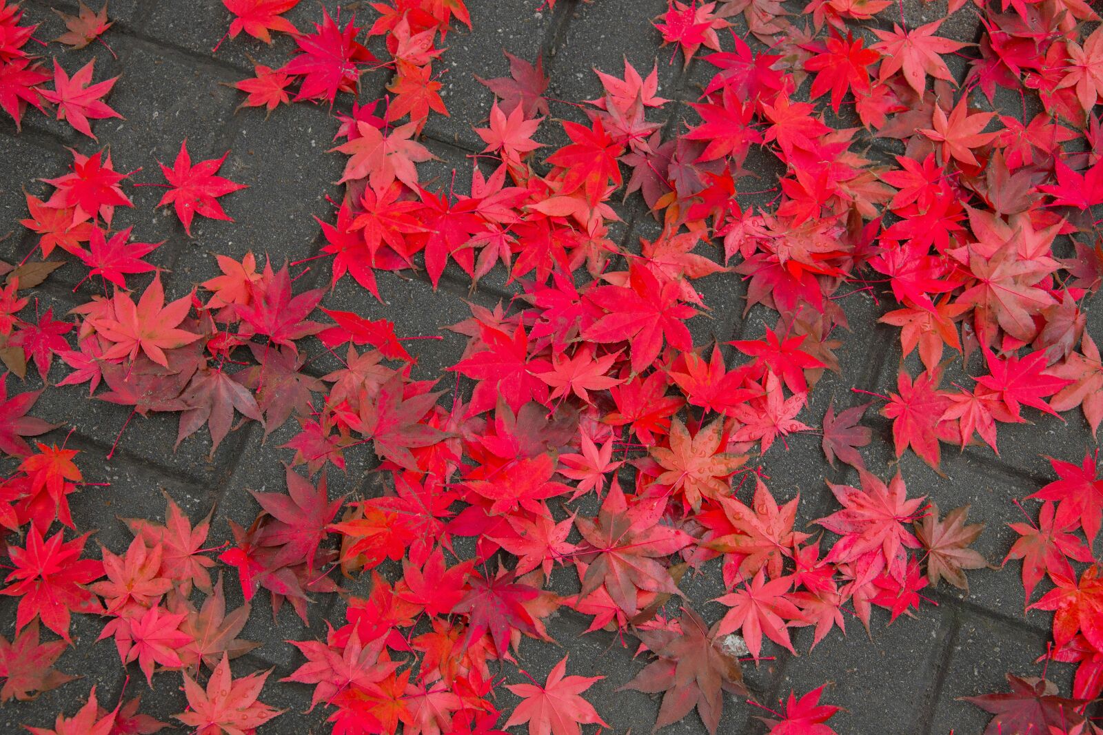 Canon EF 24-105mm F3.5-5.6 IS STM sample photo. Maple leaf, autumn, autumn photography