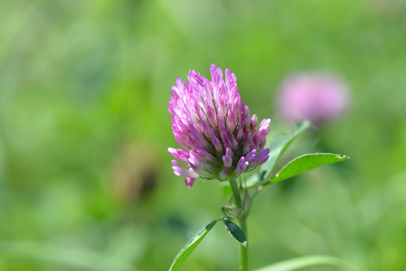 Nikon D610 sample photo. Klee, blossom, bloom photography