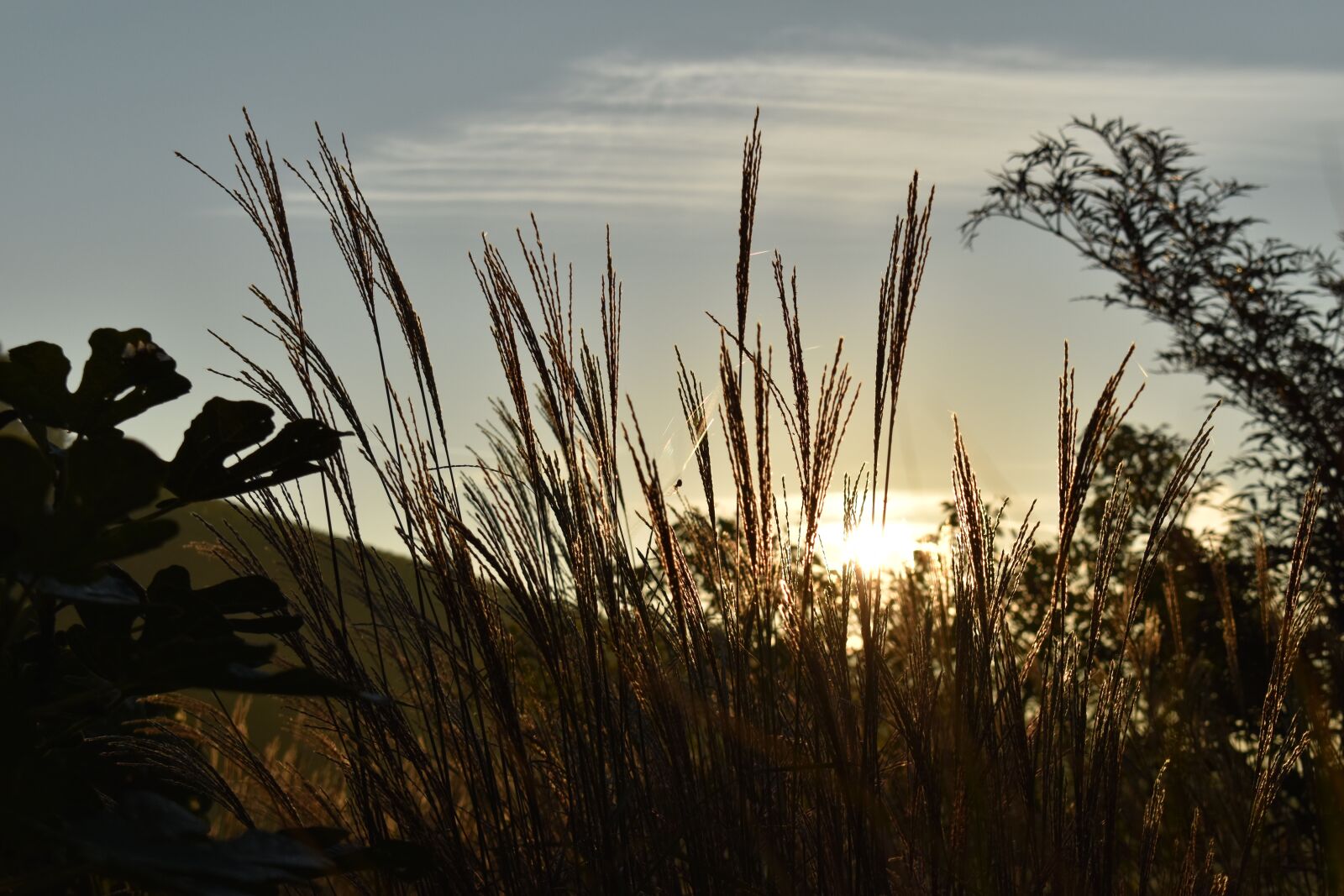 Nikon D5500 sample photo. Morgenstimmung, sunrise, grasses photography