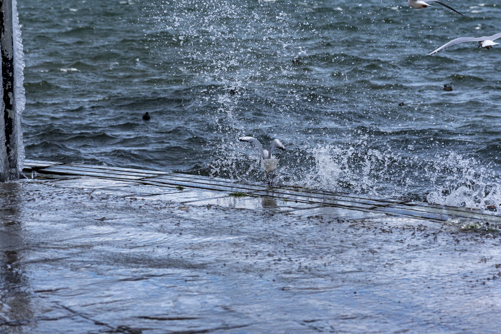 Nikon D750 sample photo. Ice, cold, winter photography