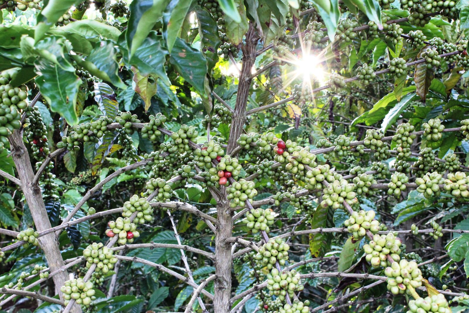 Canon EOS 600D (Rebel EOS T3i / EOS Kiss X5) sample photo. Coffee, tree, grain photography