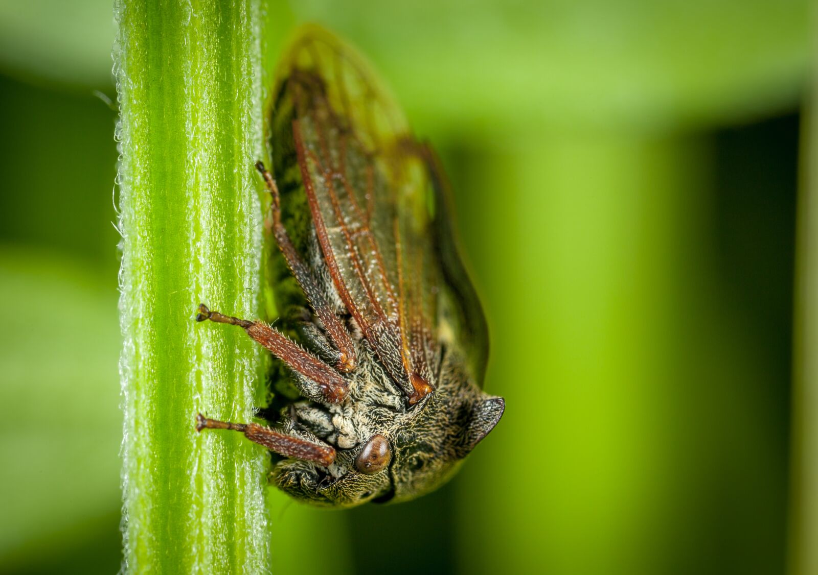 Canon EOS 5D Mark II + Canon MP-E 65mm F2.5 1-5x Macro Photo sample photo. Insect, nature, no one photography