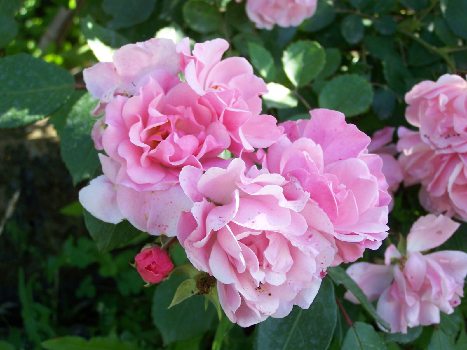 Kodak EASYSHARE Z710 ZOOM DIGITAL CAMERA sample photo. Rose, rosa, flowers photography
